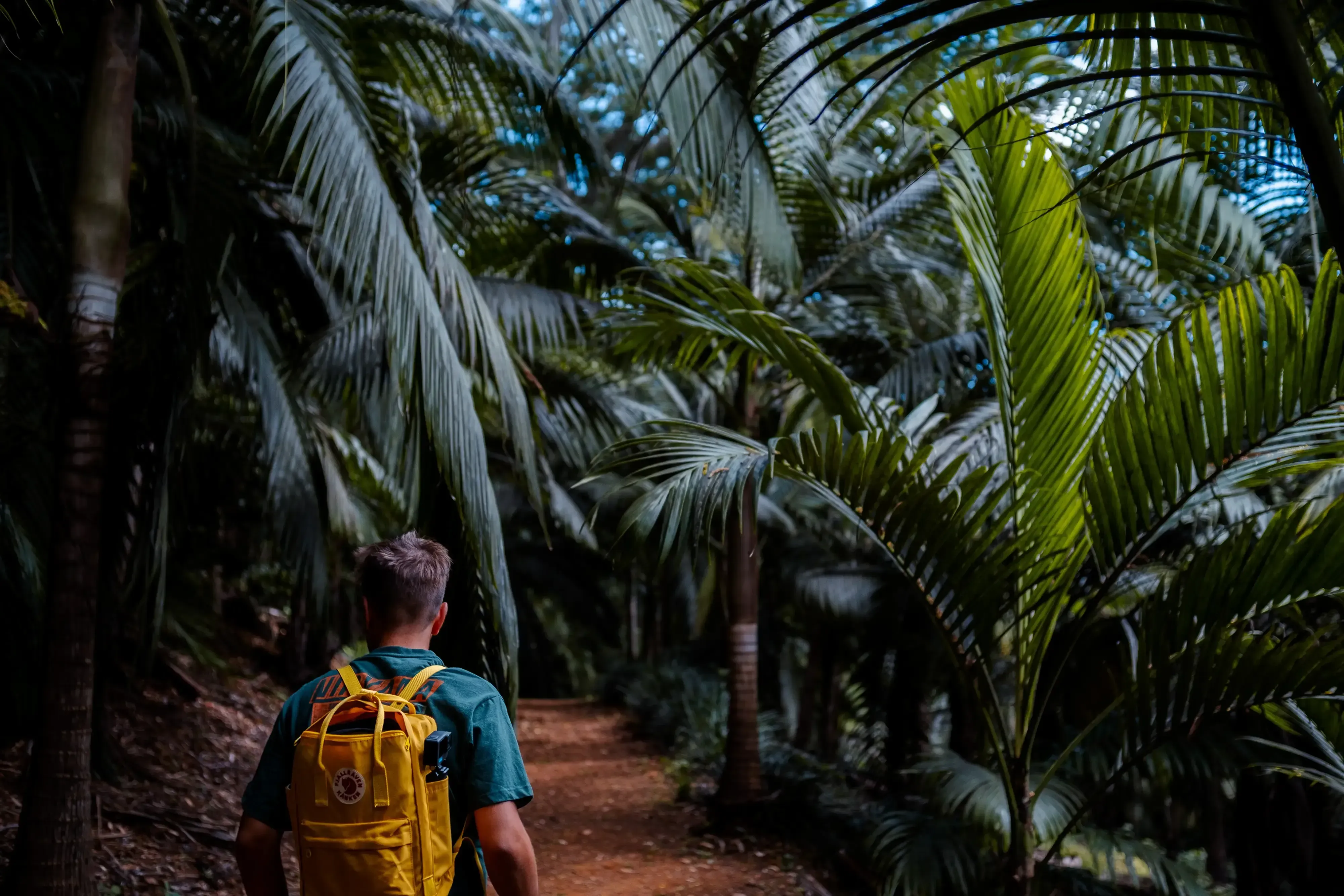 Ieser walking along a trail through the dense tropical forest of the island (likely Black River Gorges).