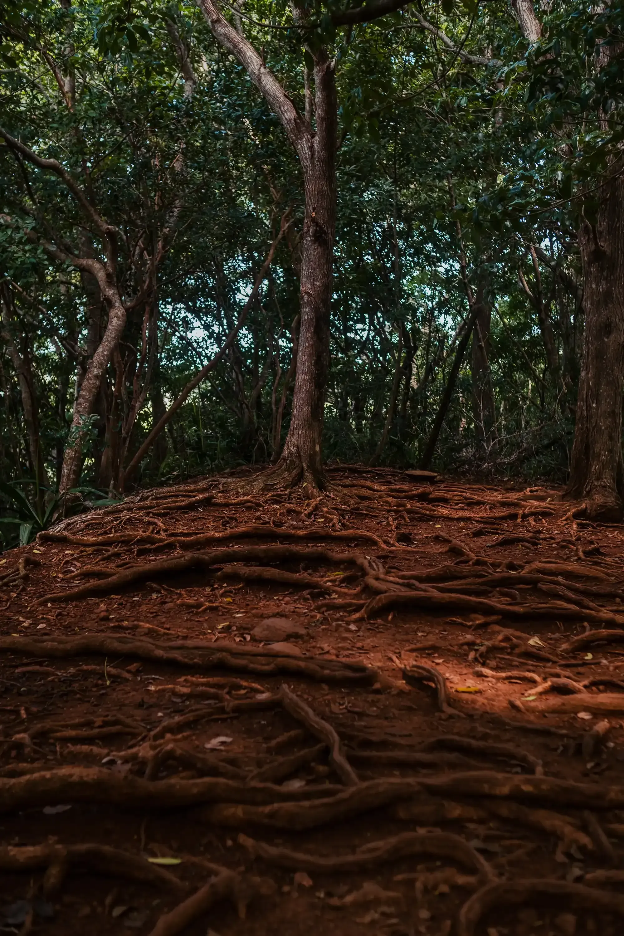 Massive, exposed roots of a large tropical tree visible on the ground in Black River Gorges National Park.