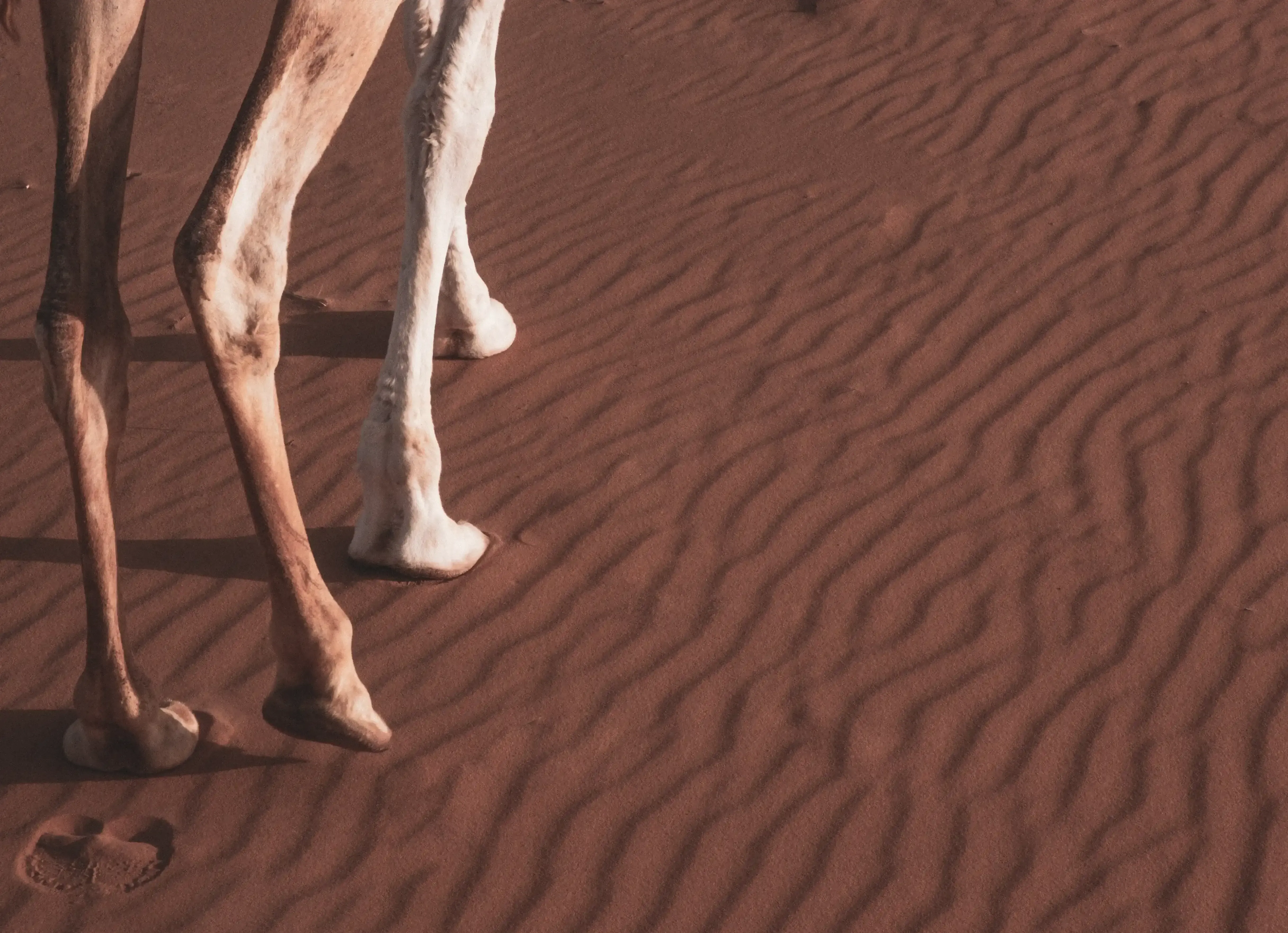 Close-up of a camel's legs and feet moving across the soft desert sand.