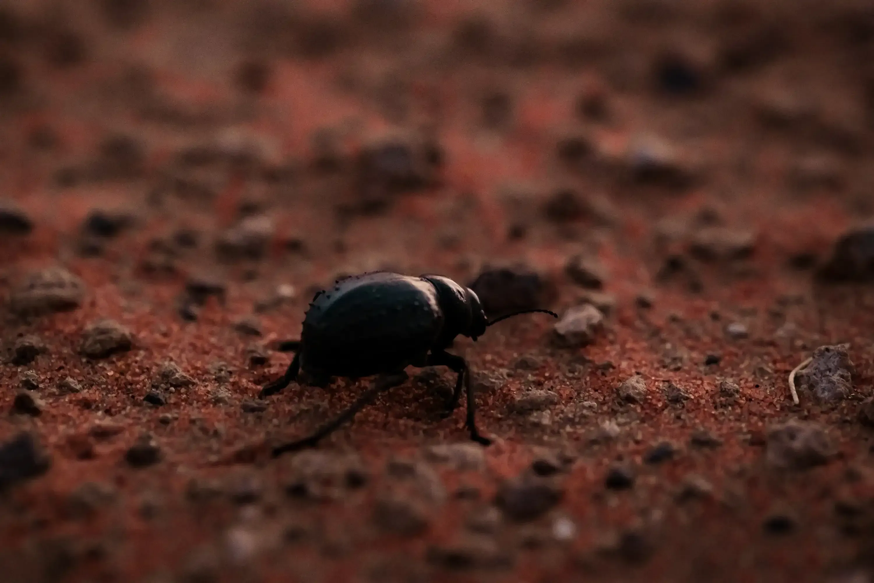 Close-up of a small beetle (scarab) crawling on the desert sand.