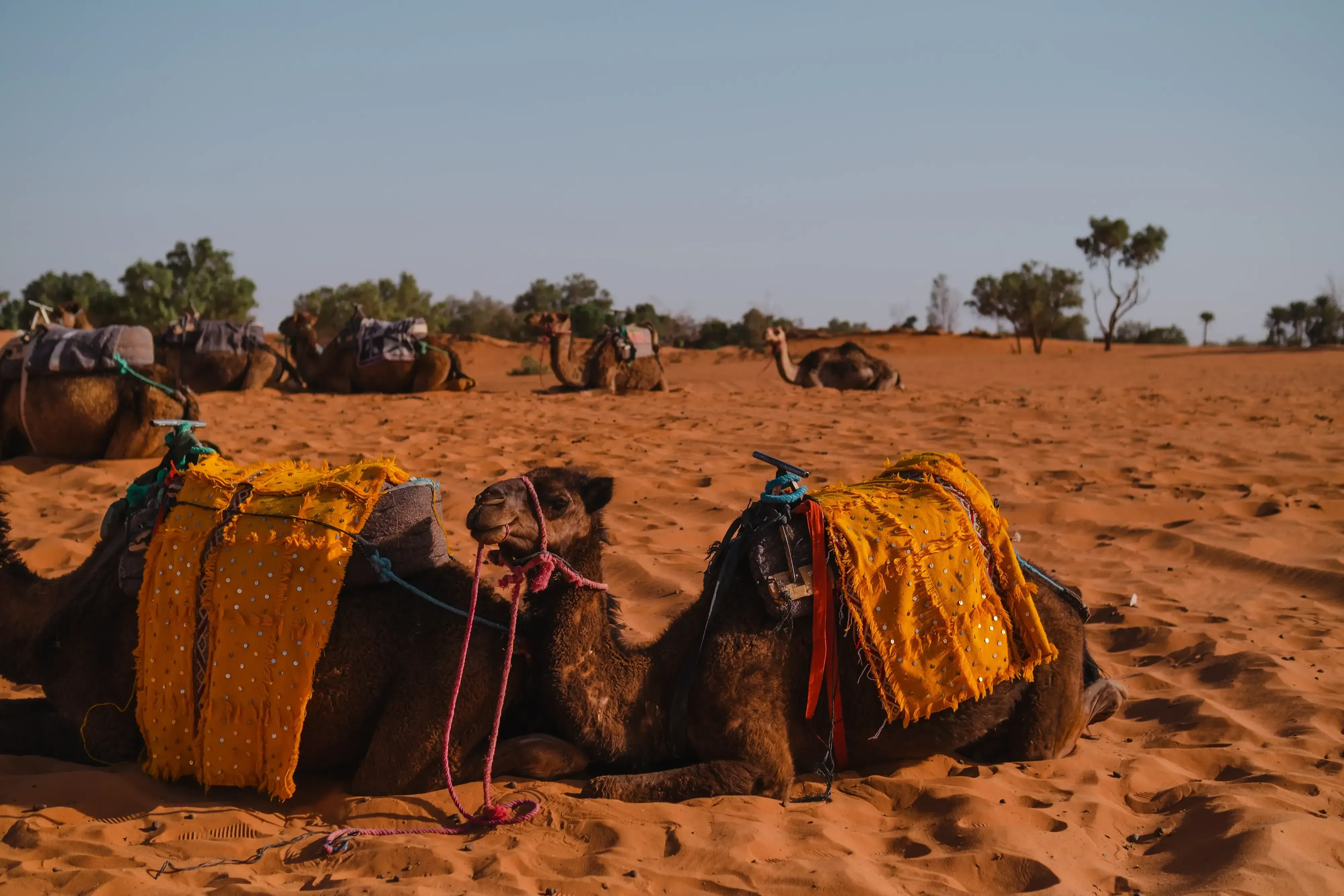 Distant view of a camel sitting peacefully on the sand dune.