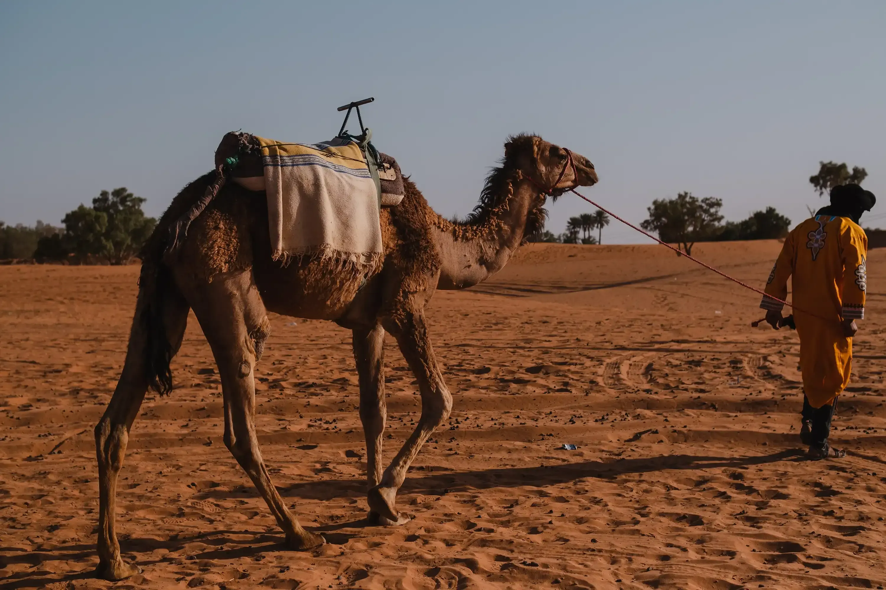 A dromedary camel walking across the desert, led by a guide.