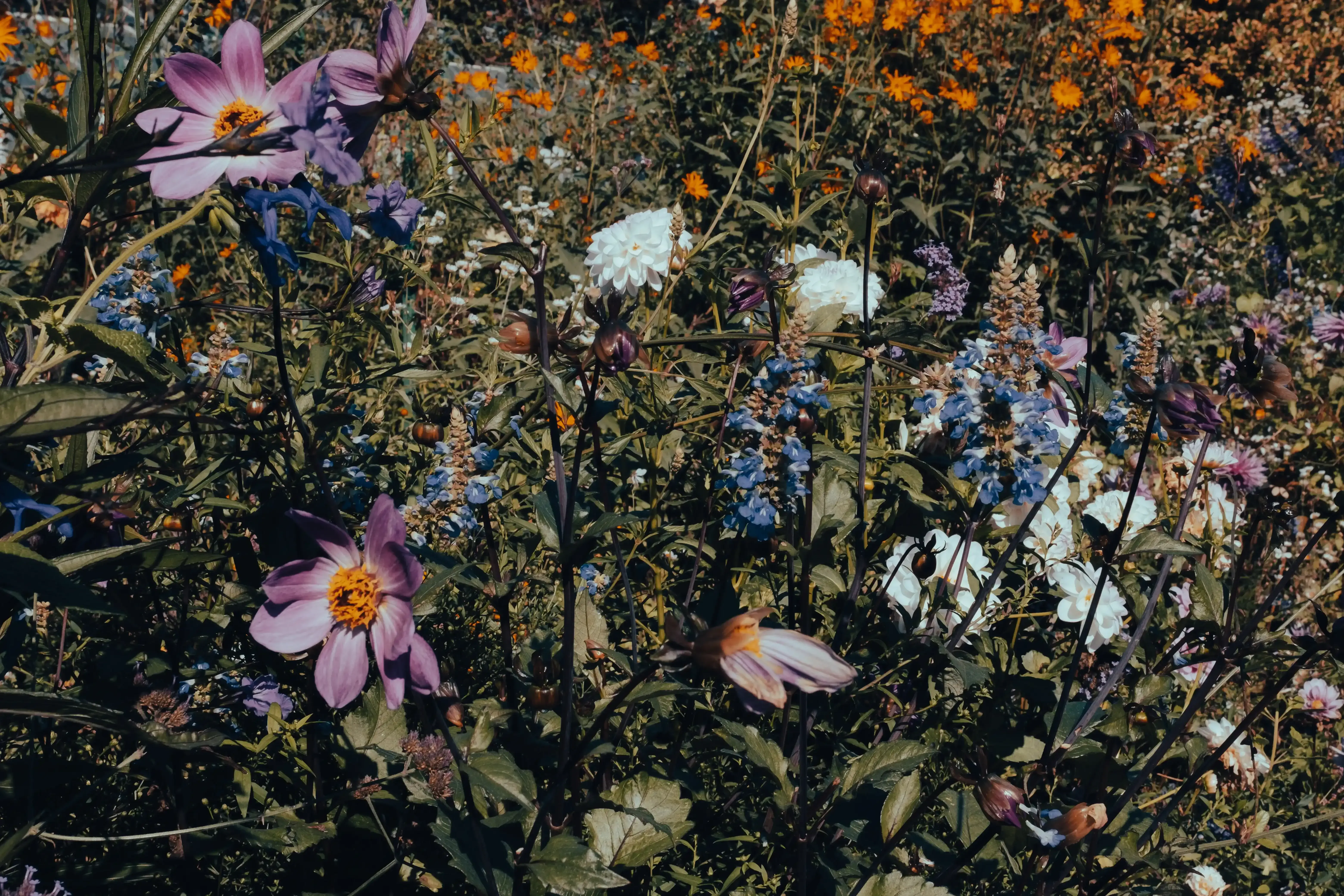 A broad, colorful display of various flowers in full bloom within the Clos Normand garden at Giverny.