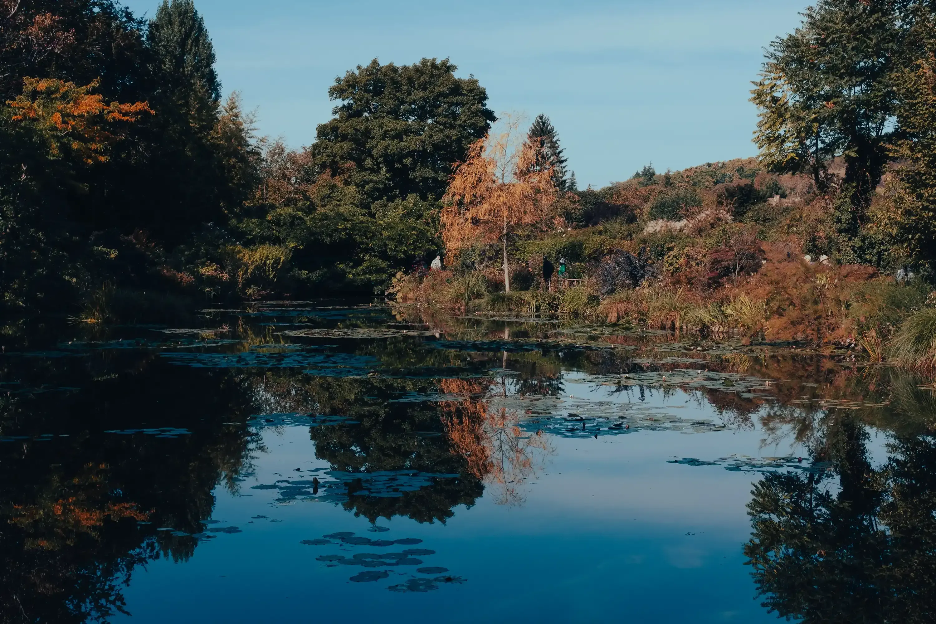 The serene water lily pond (Bassin aux nymphéas) with surrounding foliage at Giverny.