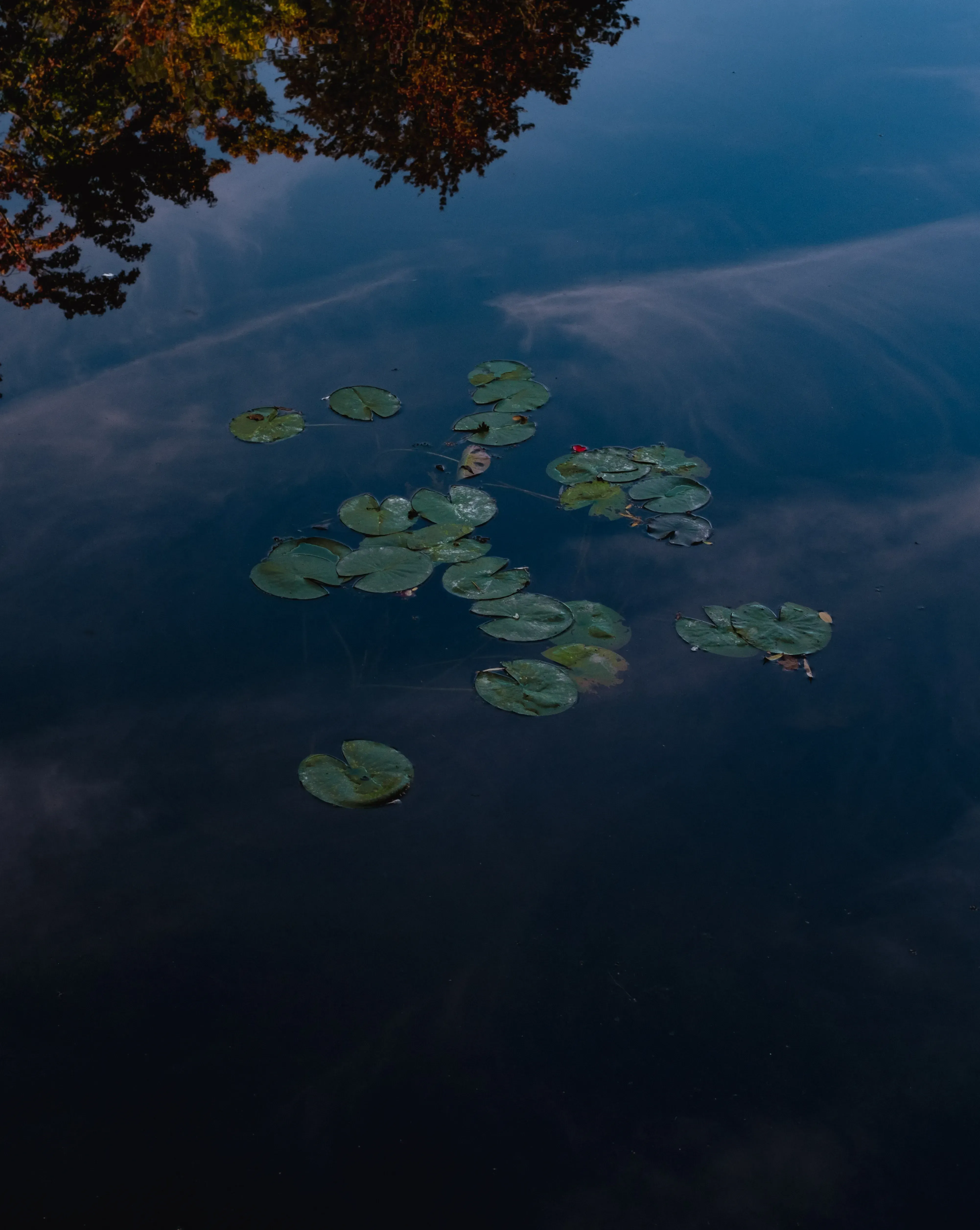 The iconic water lilies (Nymphéas) floating on the surface of the water garden at Giverny.