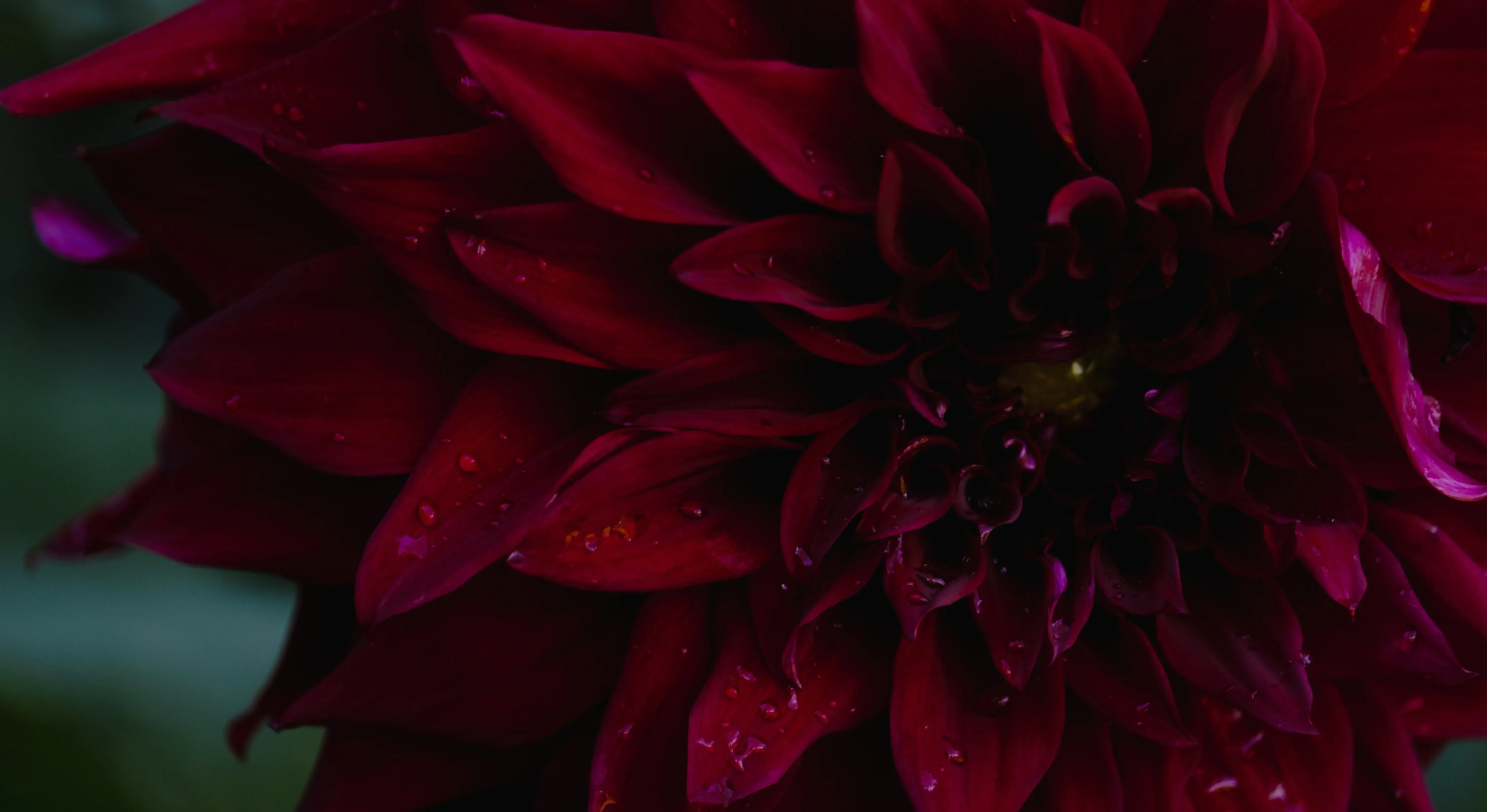 A detailed close-up of a vibrant red flower (e.g., poppy or rose) in Monet's garden at Giverny.