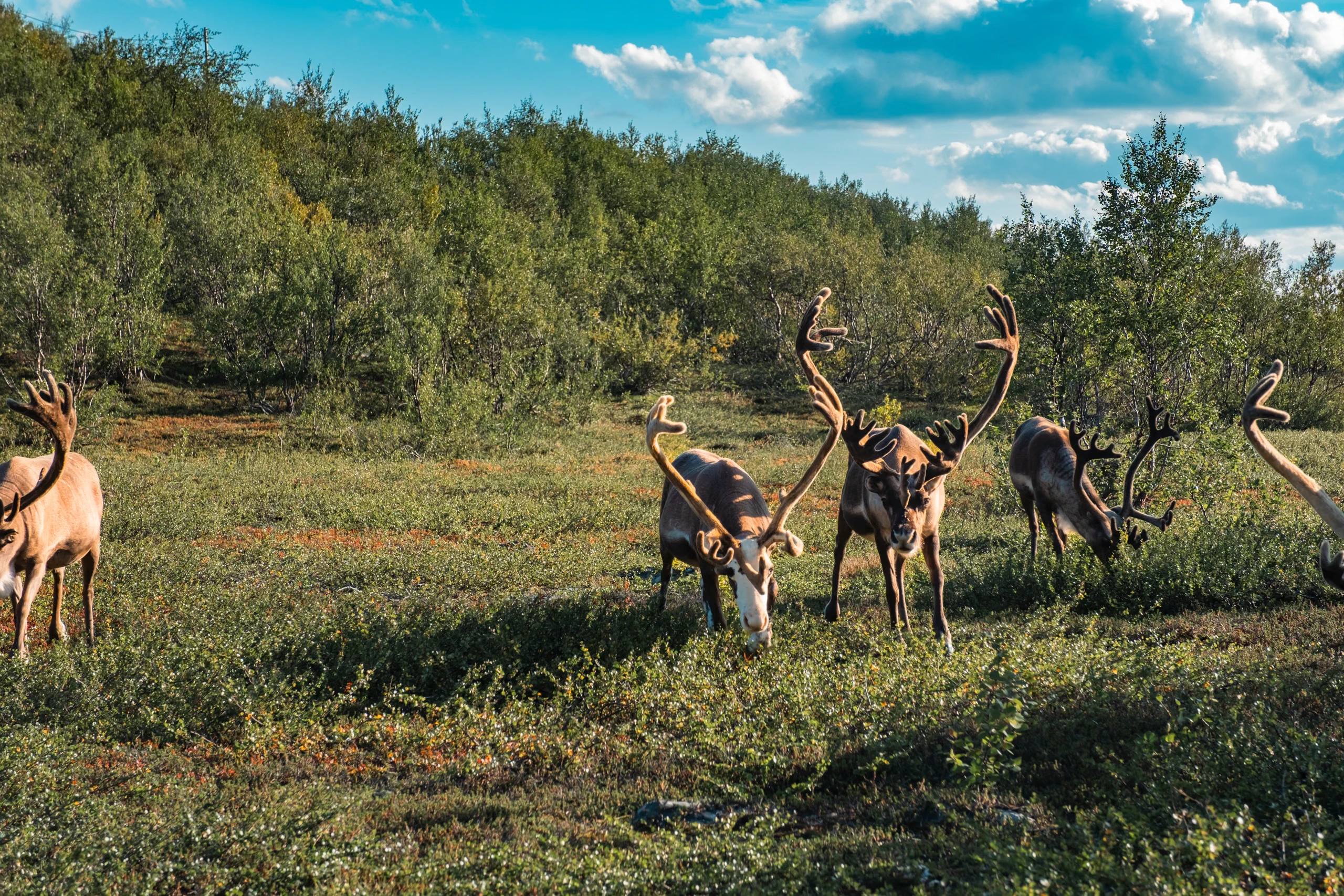 Wild reindeer grazing beside the road in Sweden during the drive towards North Cape.