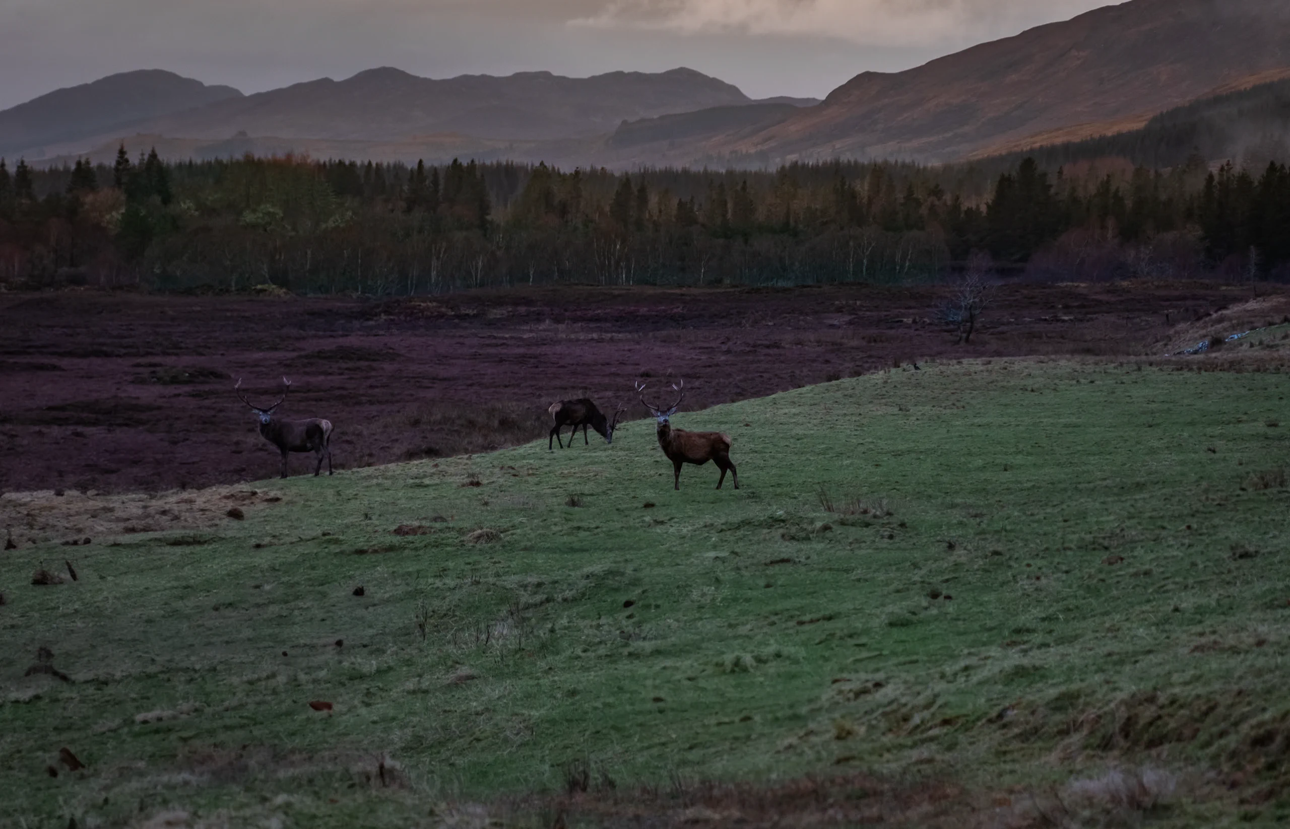 A red deer standing in a vast Scottish plain.