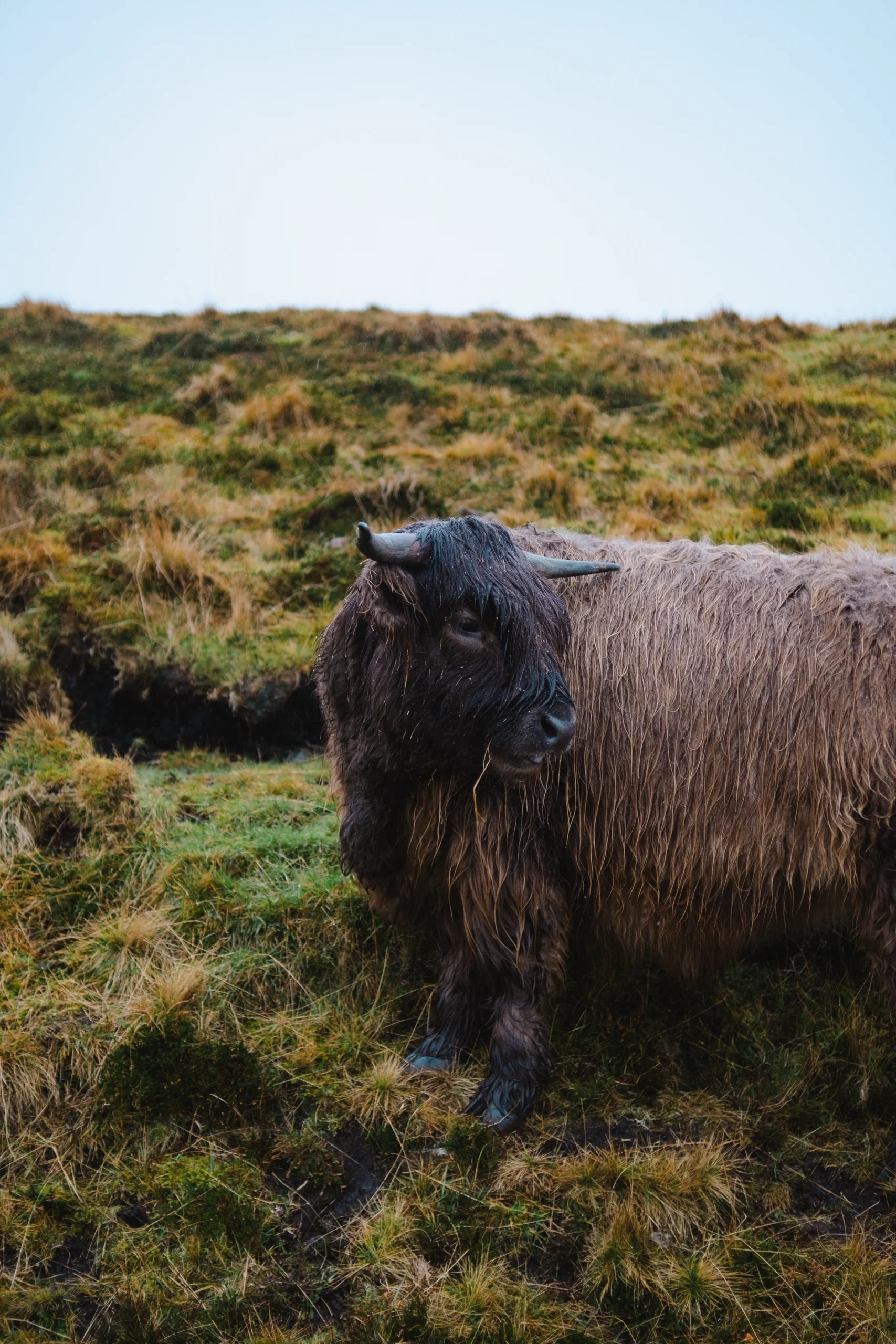 A Highland cow grazing.