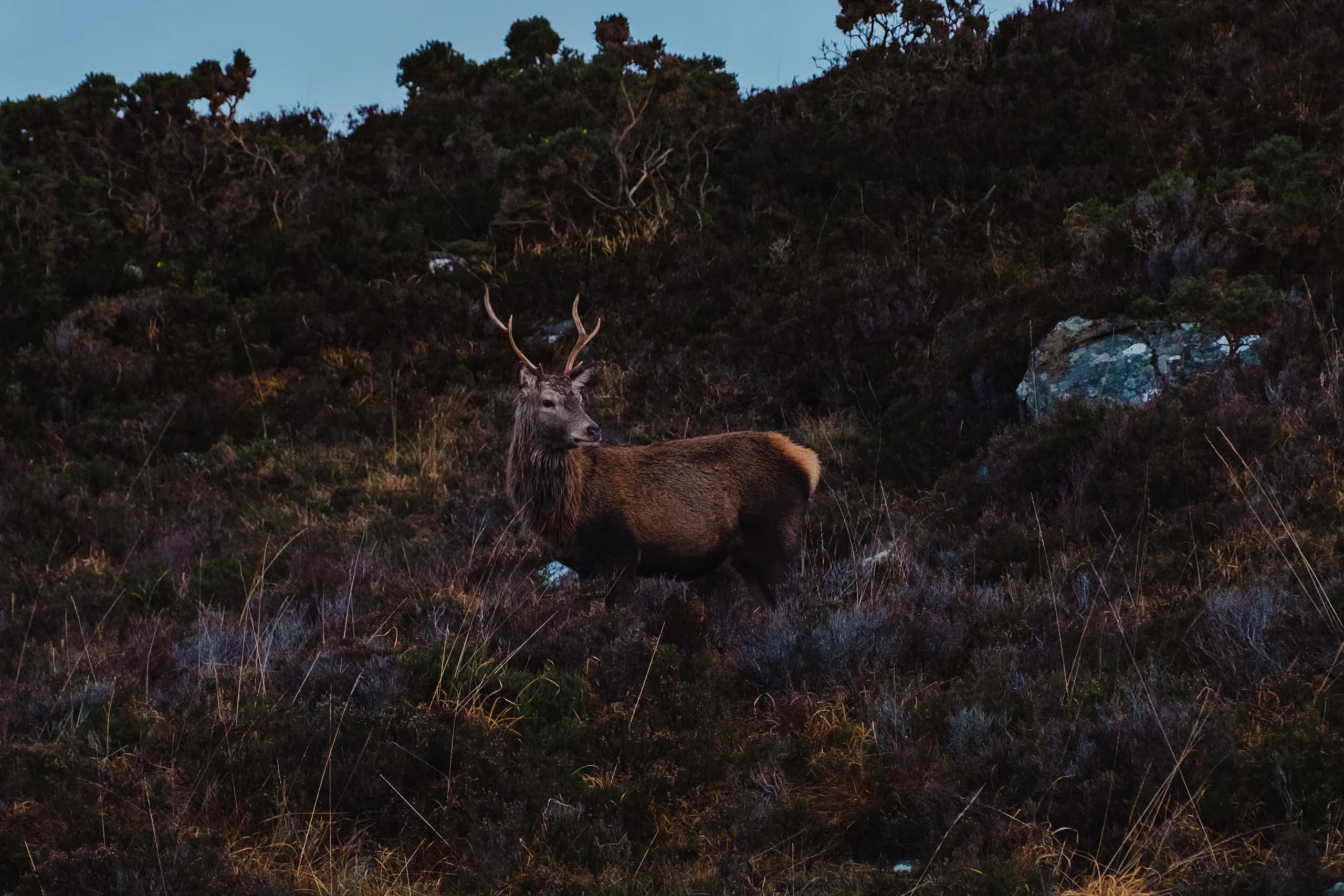 A deer in Scotland