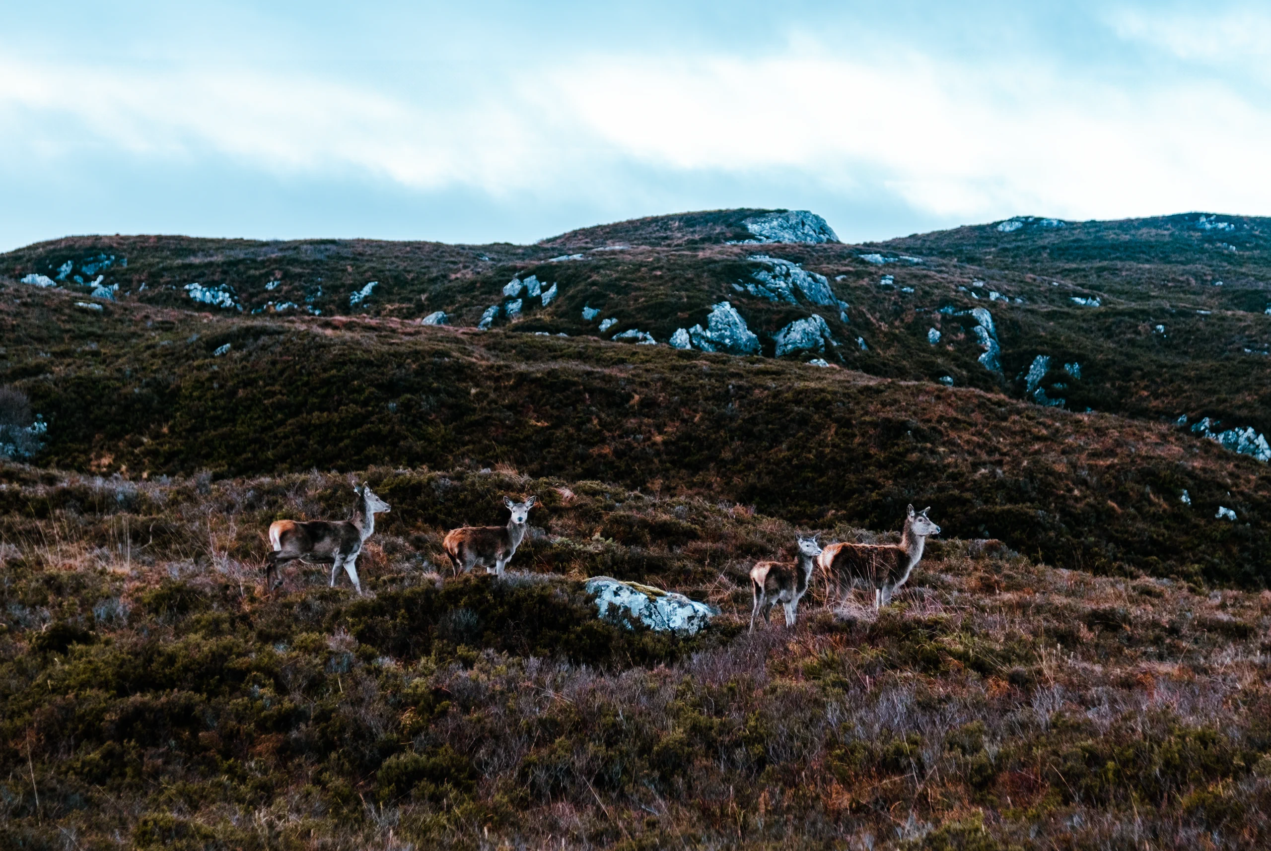 A family of deers in Scotland