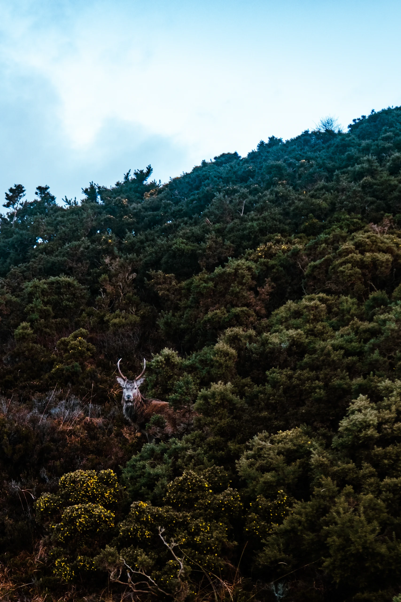 A deer between the bushes
