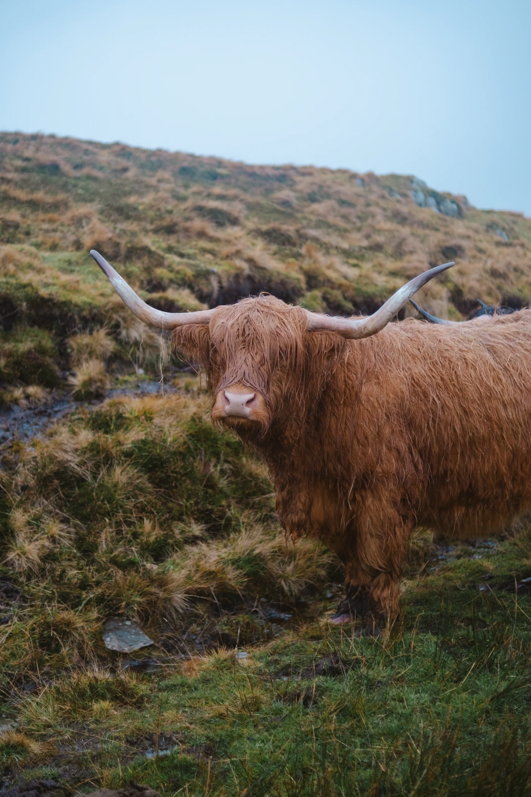 An highlander cow in Scotland