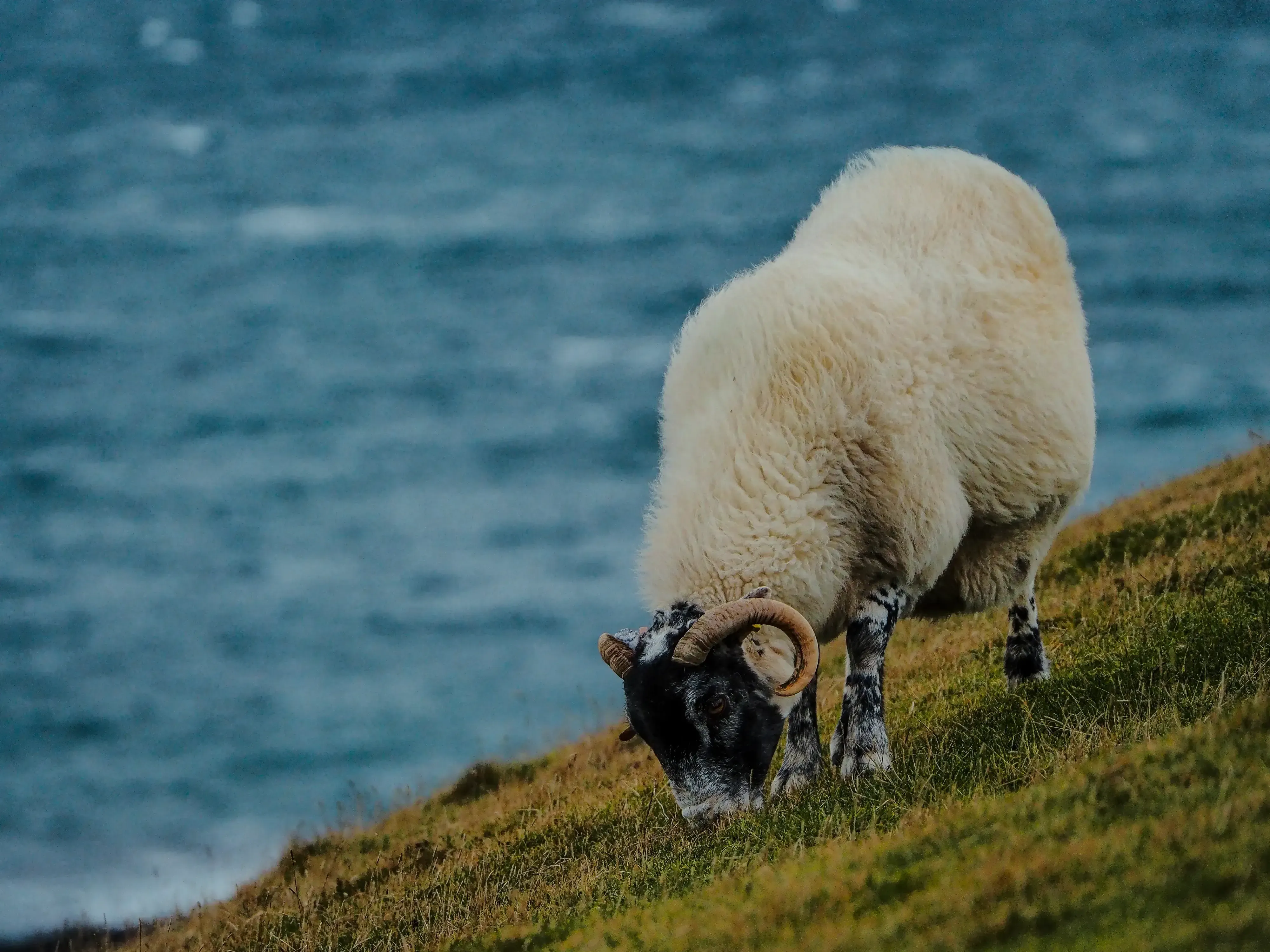 A full view of a wild Scottish sheep grazing on the moorland.