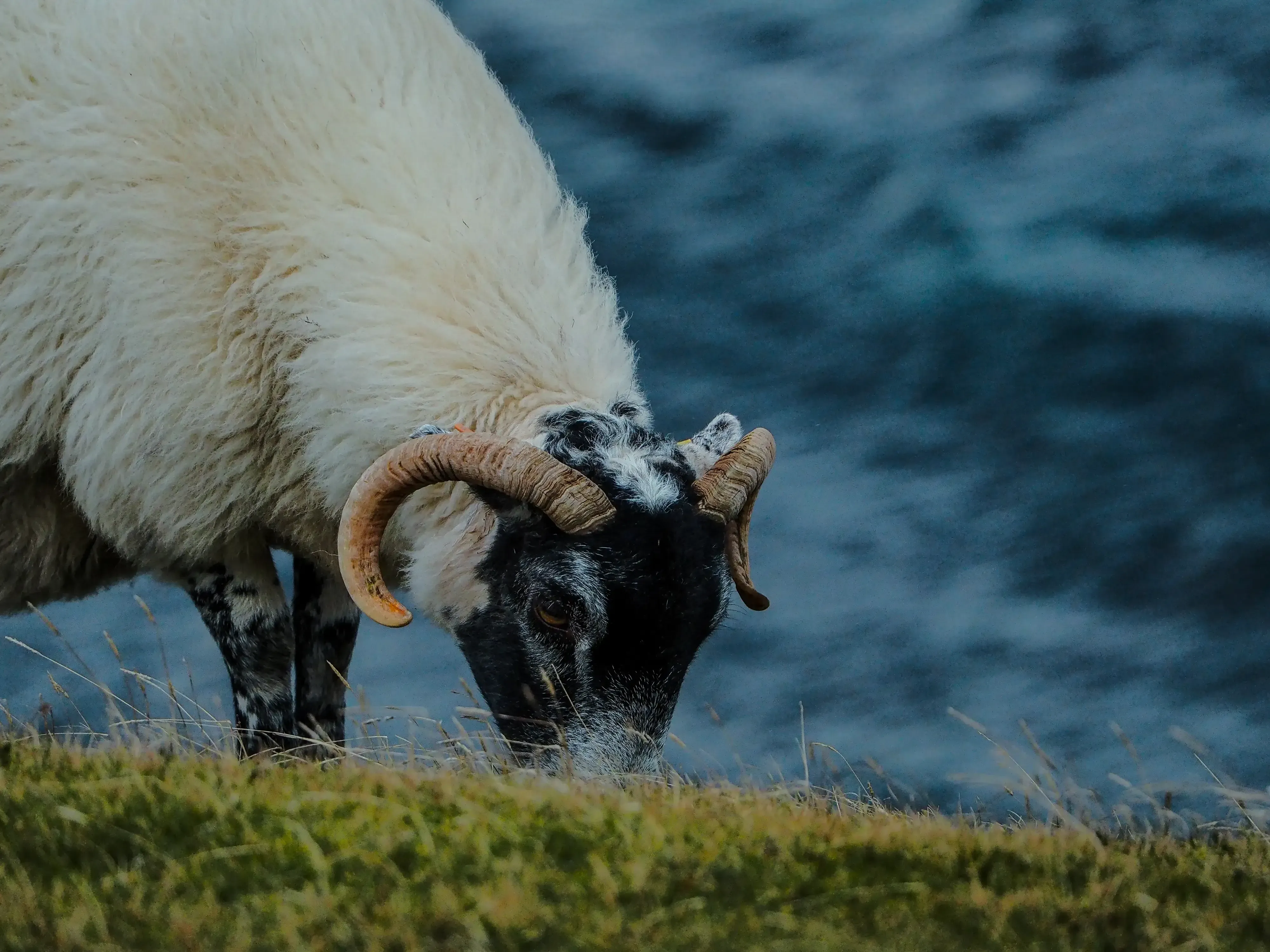 Extreme close-up on the head and unique eye of a Scottish sheep.