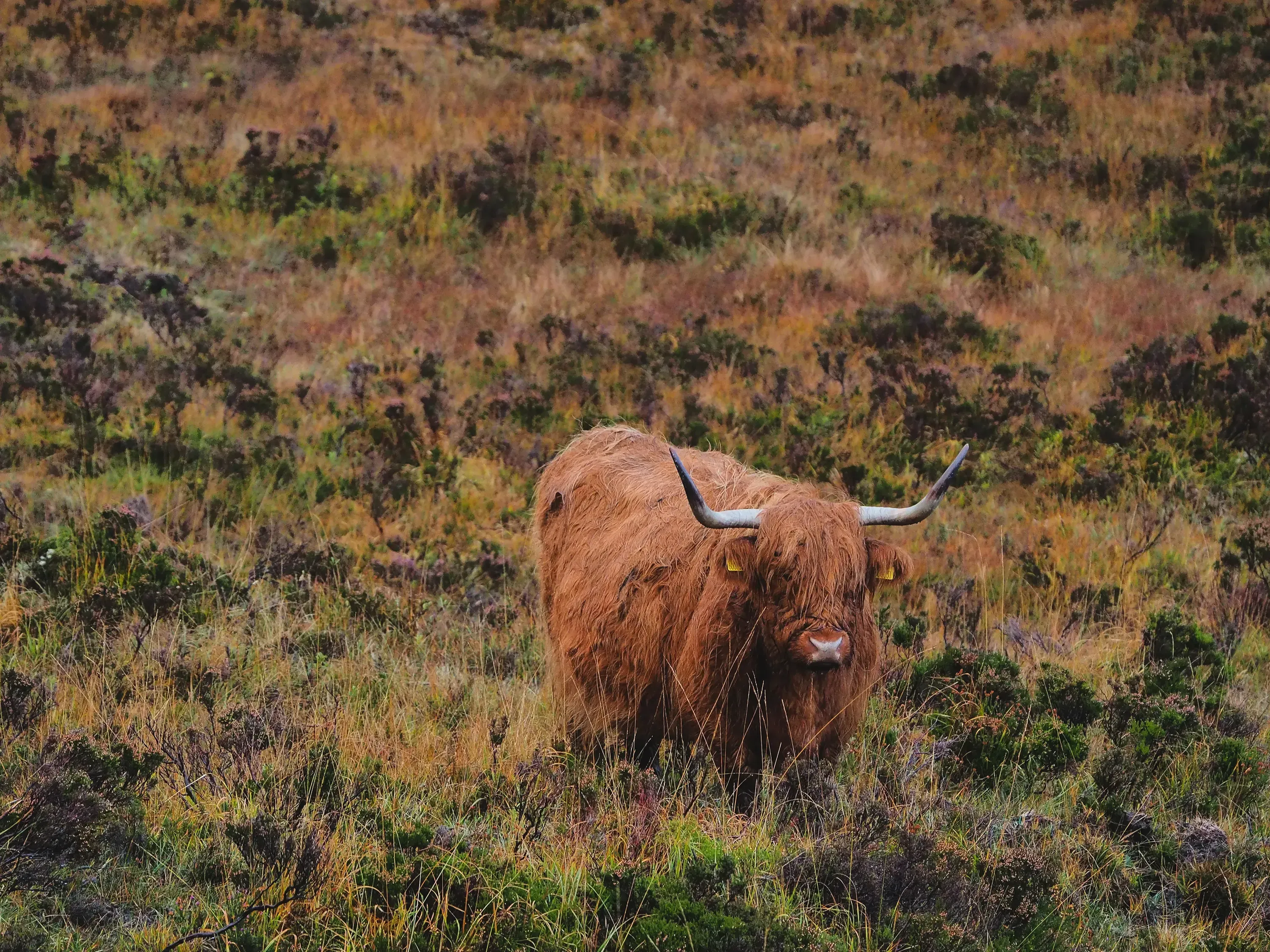Highland cow (Heilan coo) grazing in a green pasture in the Scottish countryside.