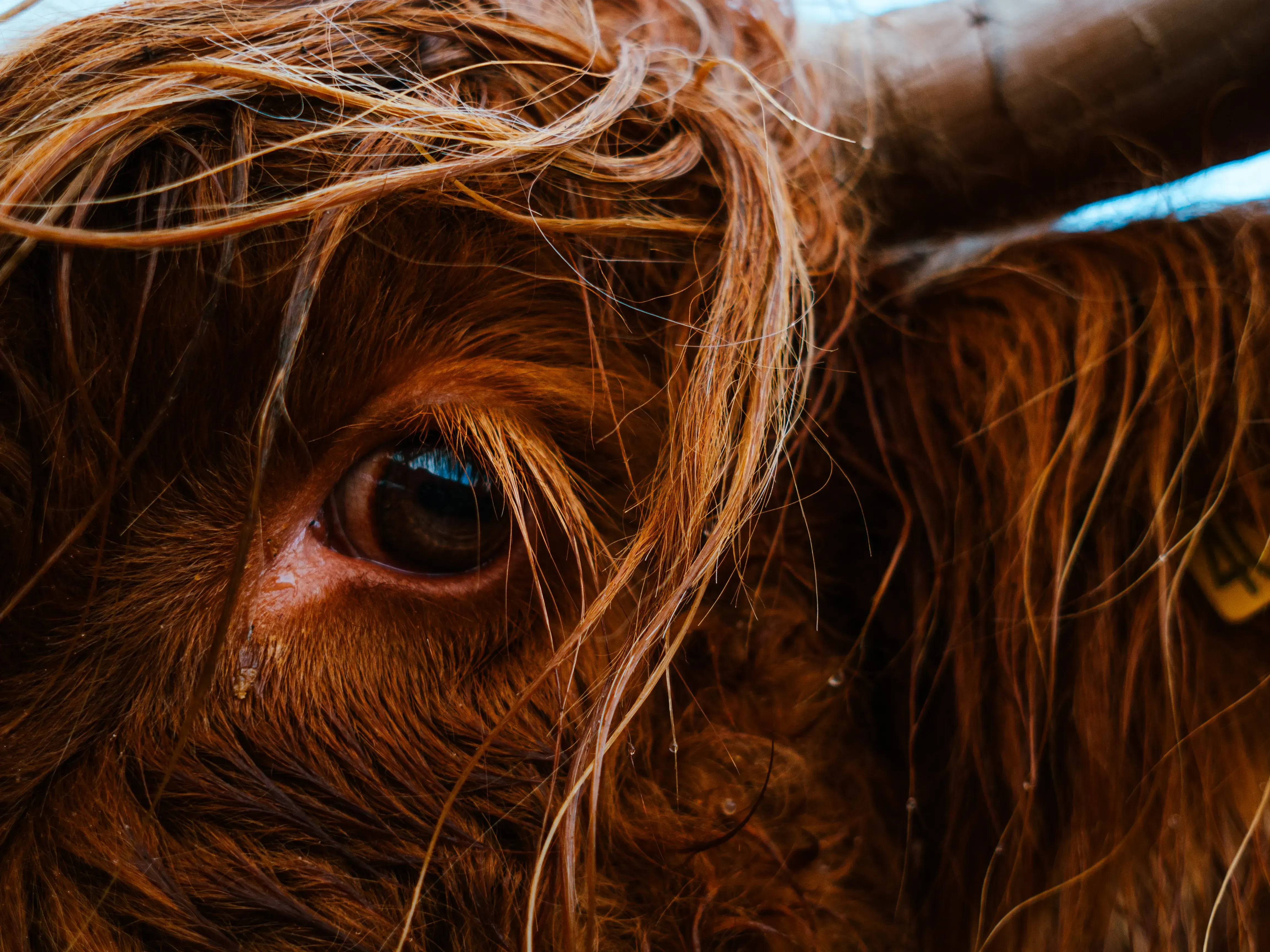 Extreme close-up on the large, expressive eye of a Highland cow.