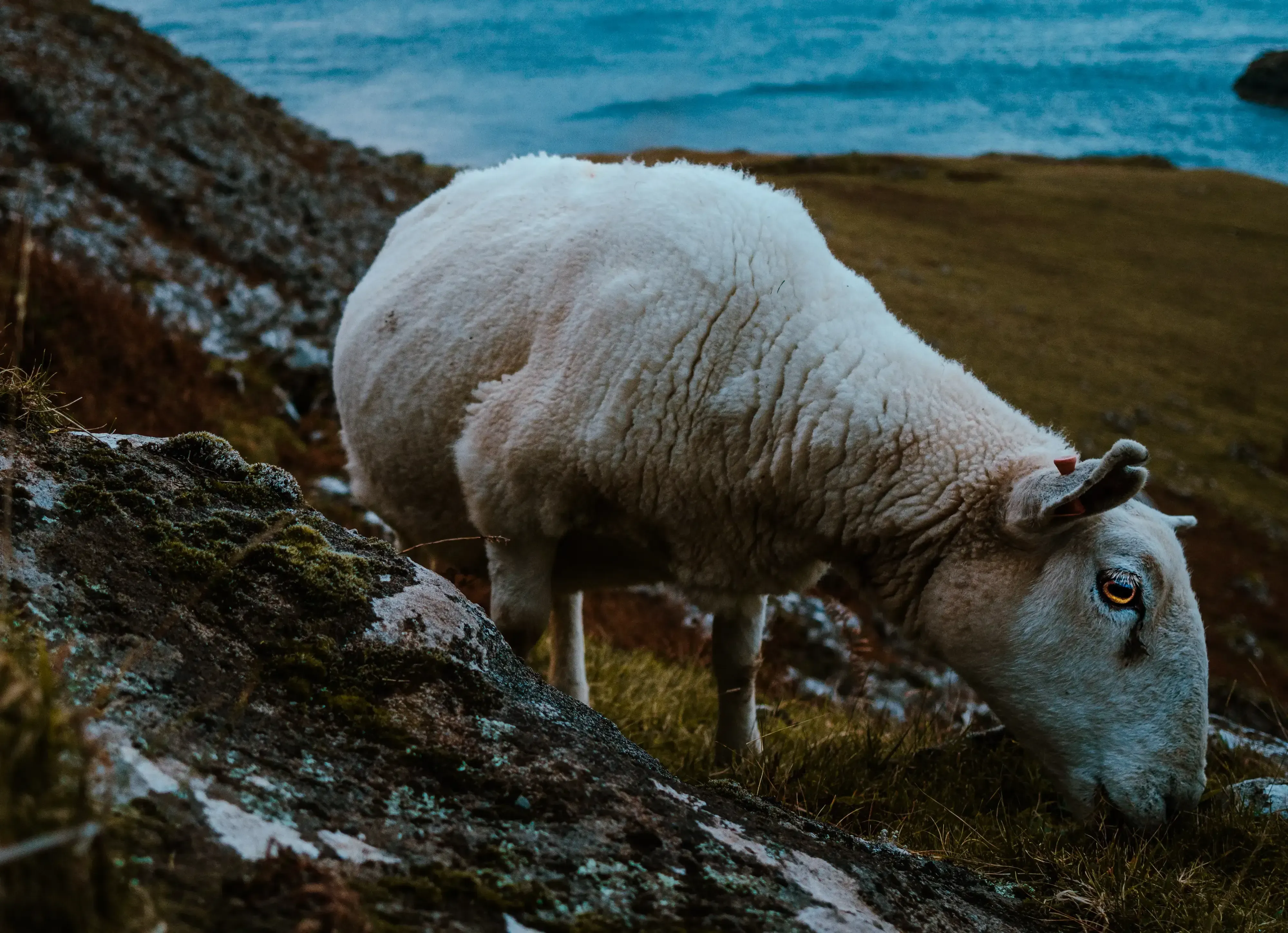 Close-up of a shaggy Scottish sheep grazing in a green field.