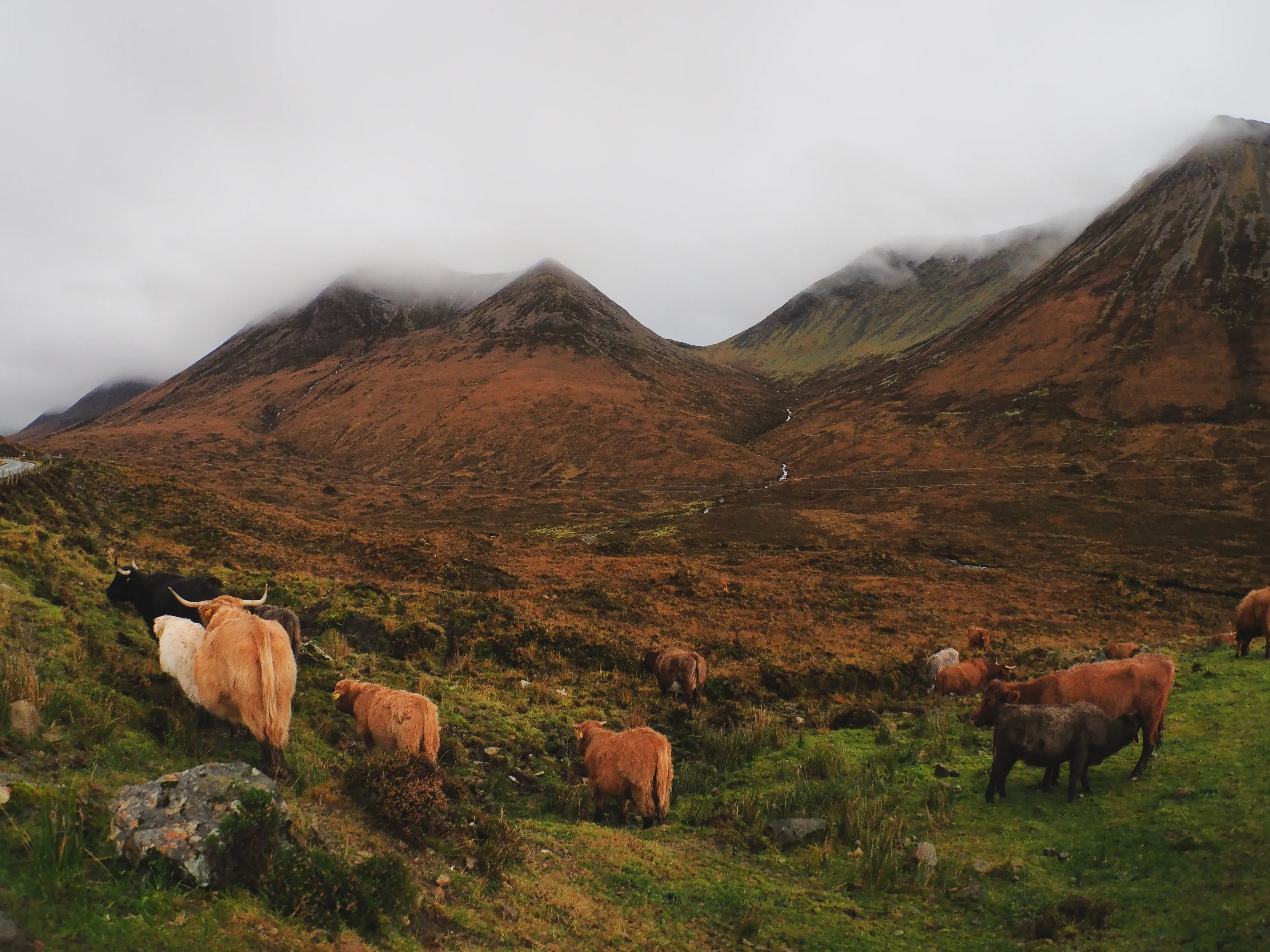 Herd of Highland cows grazing in a fenced pasture beneath tall Scottish mountains.