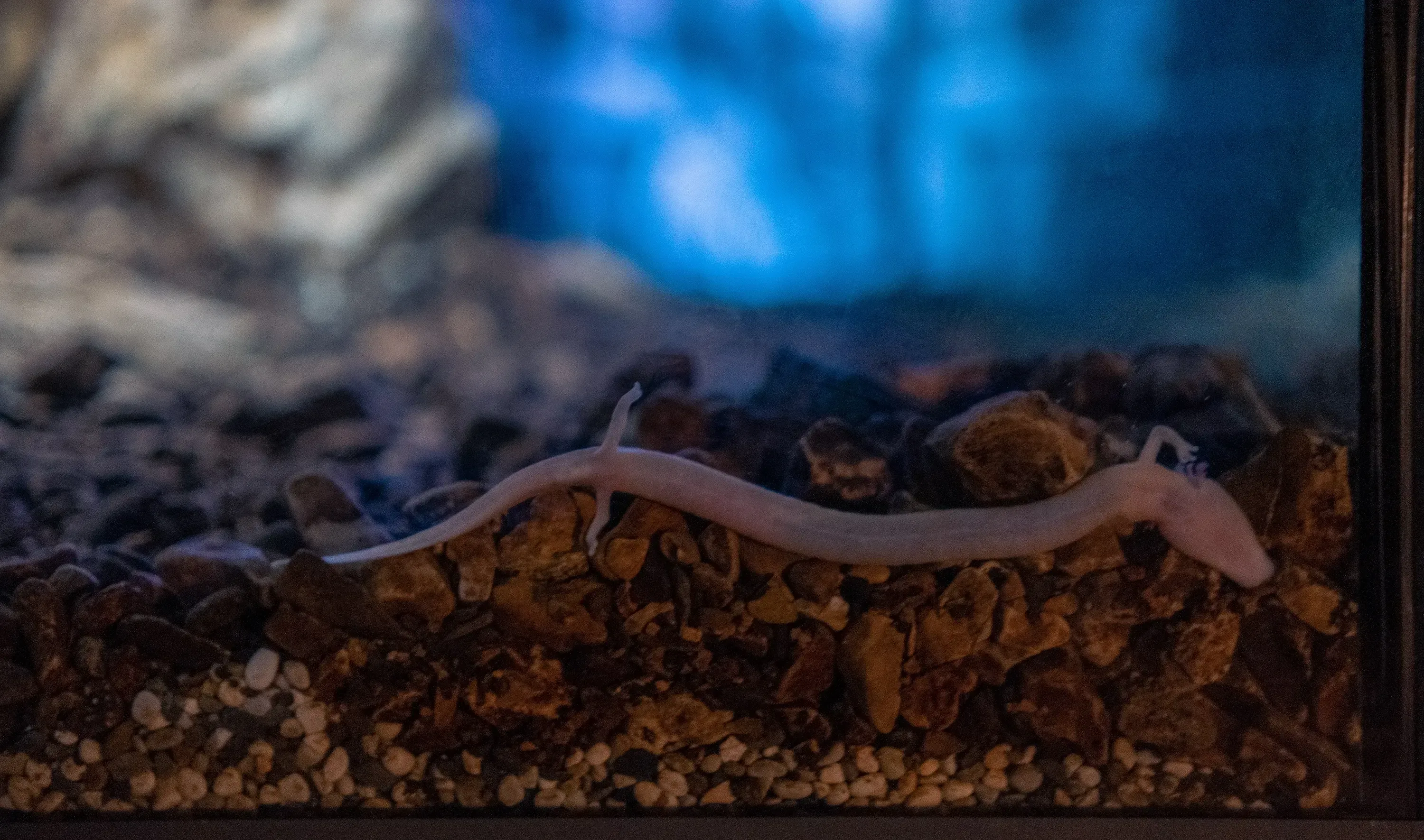 A close-up view of the blind, aquatic salamander (Proteus or "baby dragon") endemic to Postojna Cave.