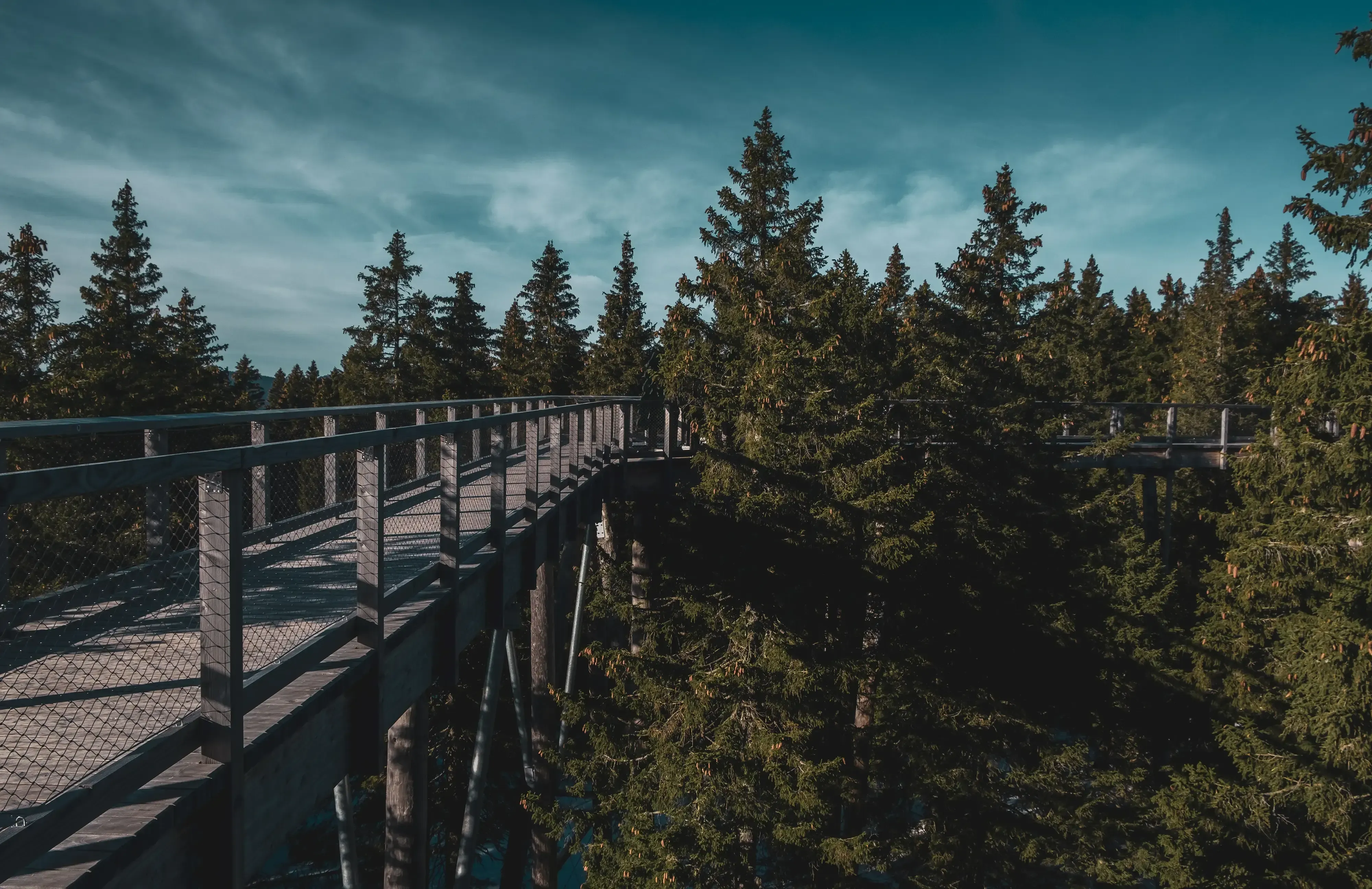 The wooden walkway platform elevated among the dense branches and leaves of the forest trees.