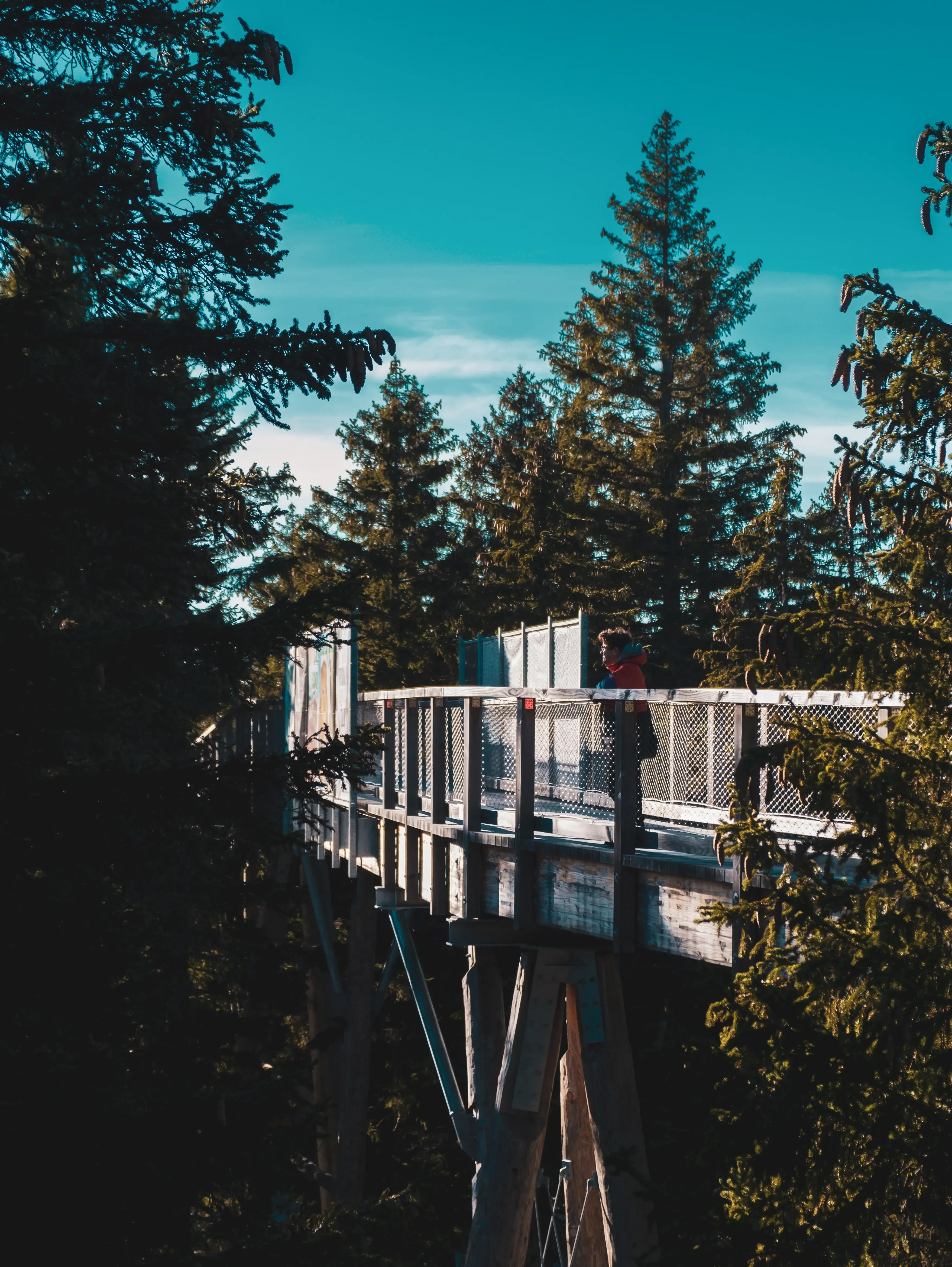 The wooden walkway platform elevated among the dense branches and leaves of the forest trees.