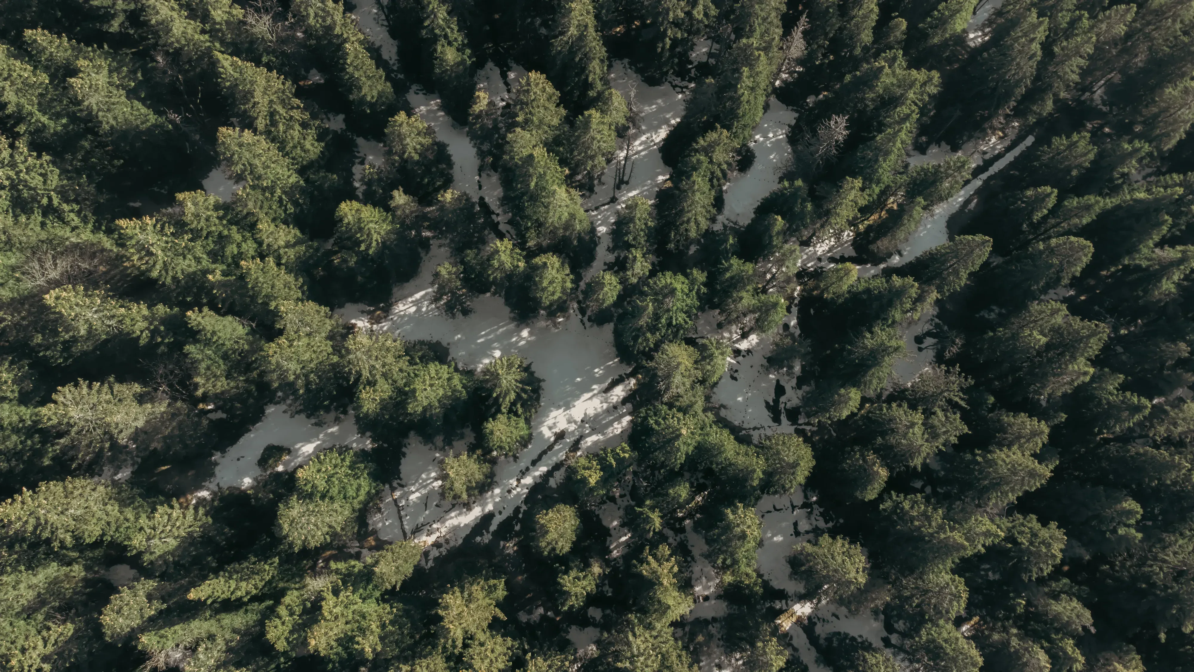A dense canopy of forest trees in the Rogla area, viewed from the height of the treetop path.