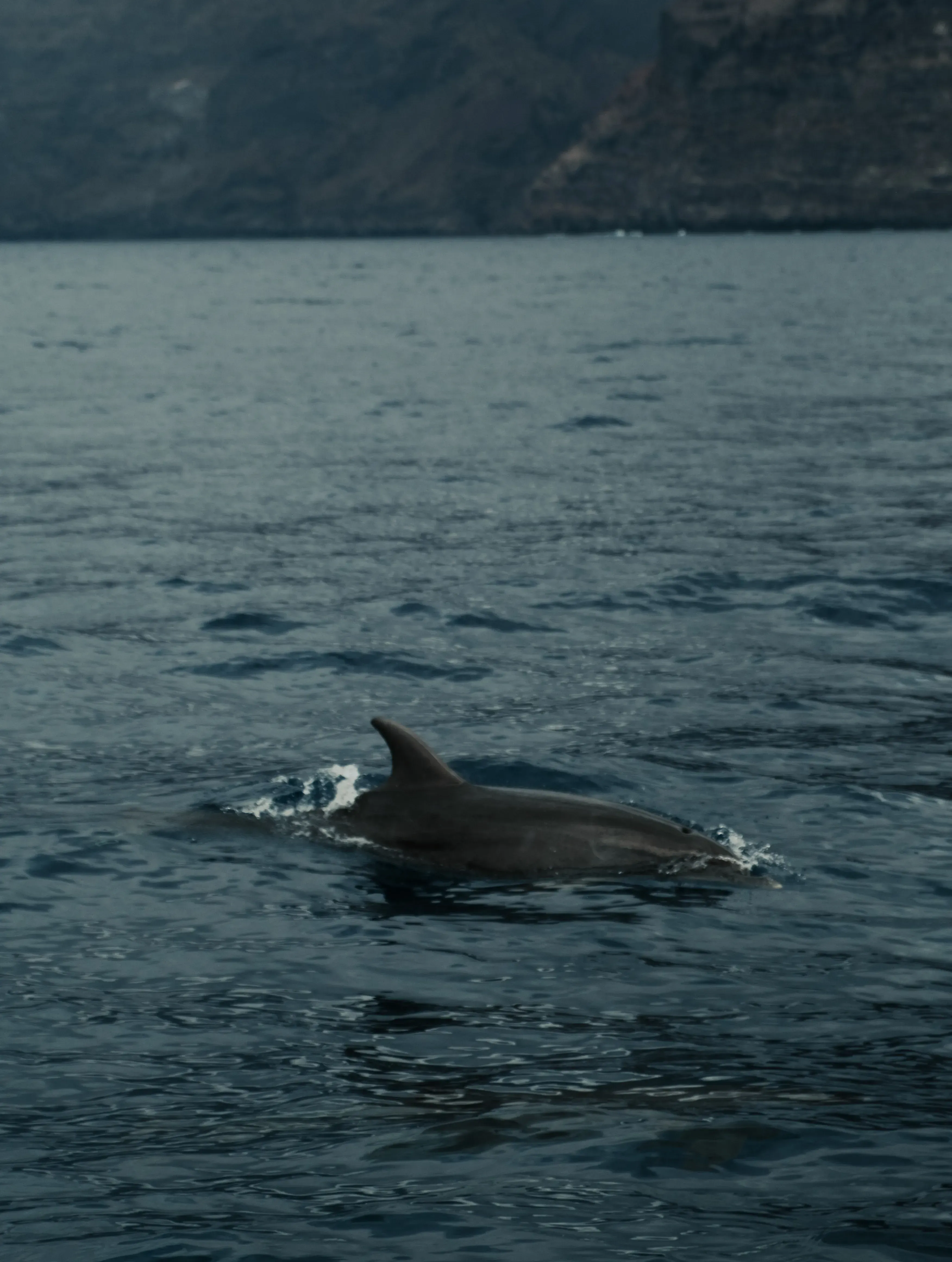 A wild dolphin leaping or swimming near the boat during a marine excursion off the coast of Tenerife.