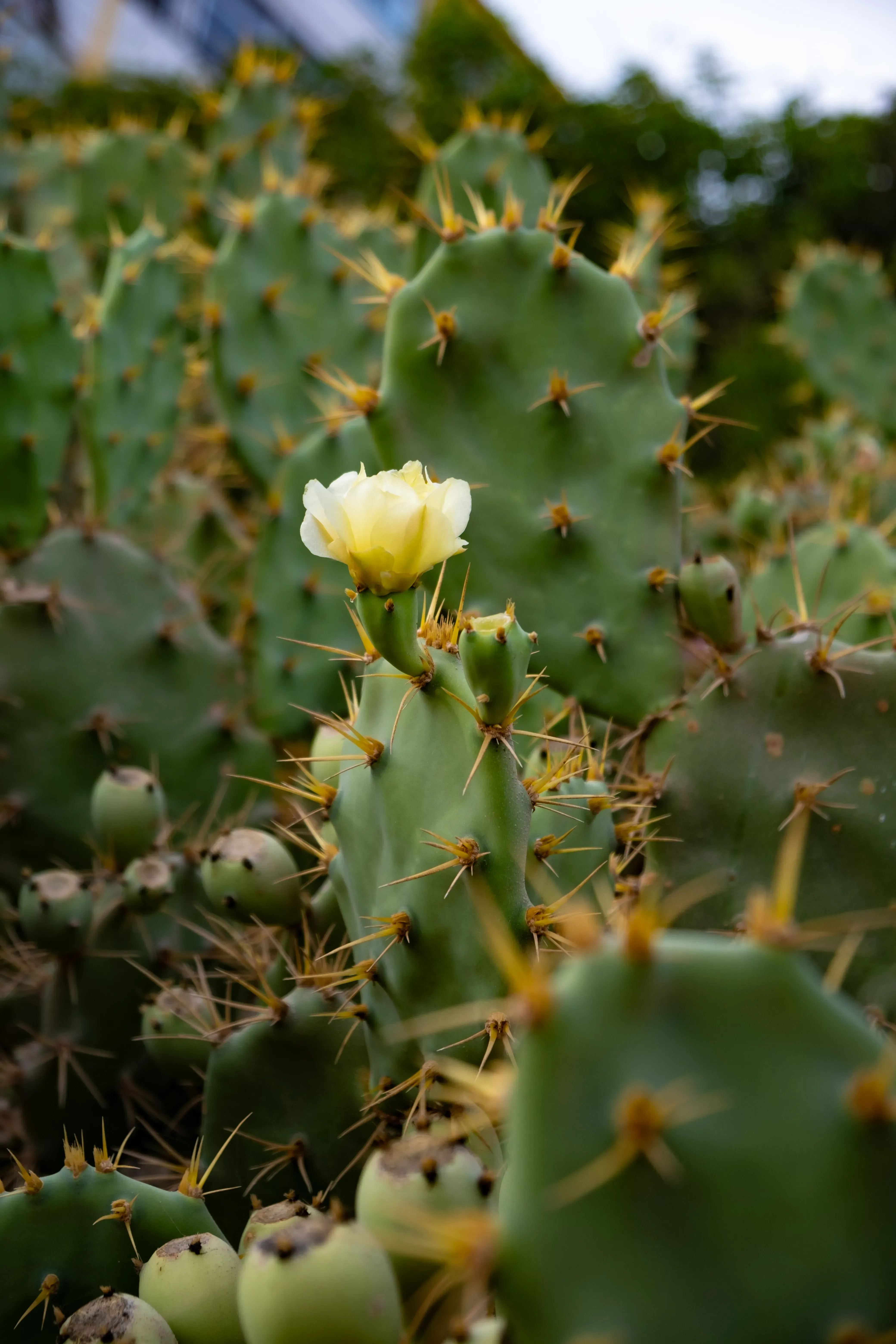 A single, large, distinctive Canary Island cactus (e.g., cardón) growing in the arid terrain.