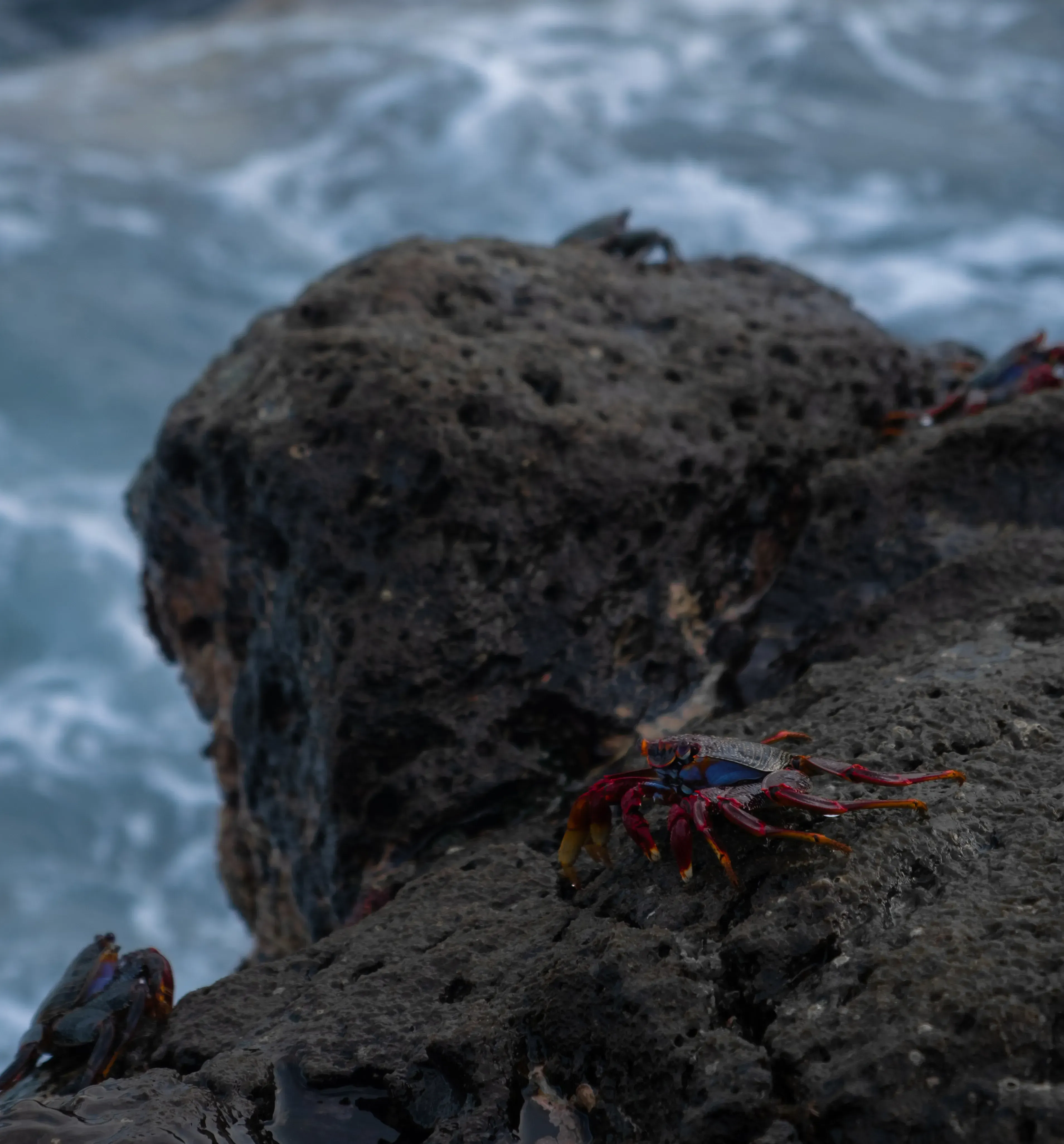 A Sally Lightfoot clinging to the black volcanic rocks on the Tenerife coastline.
