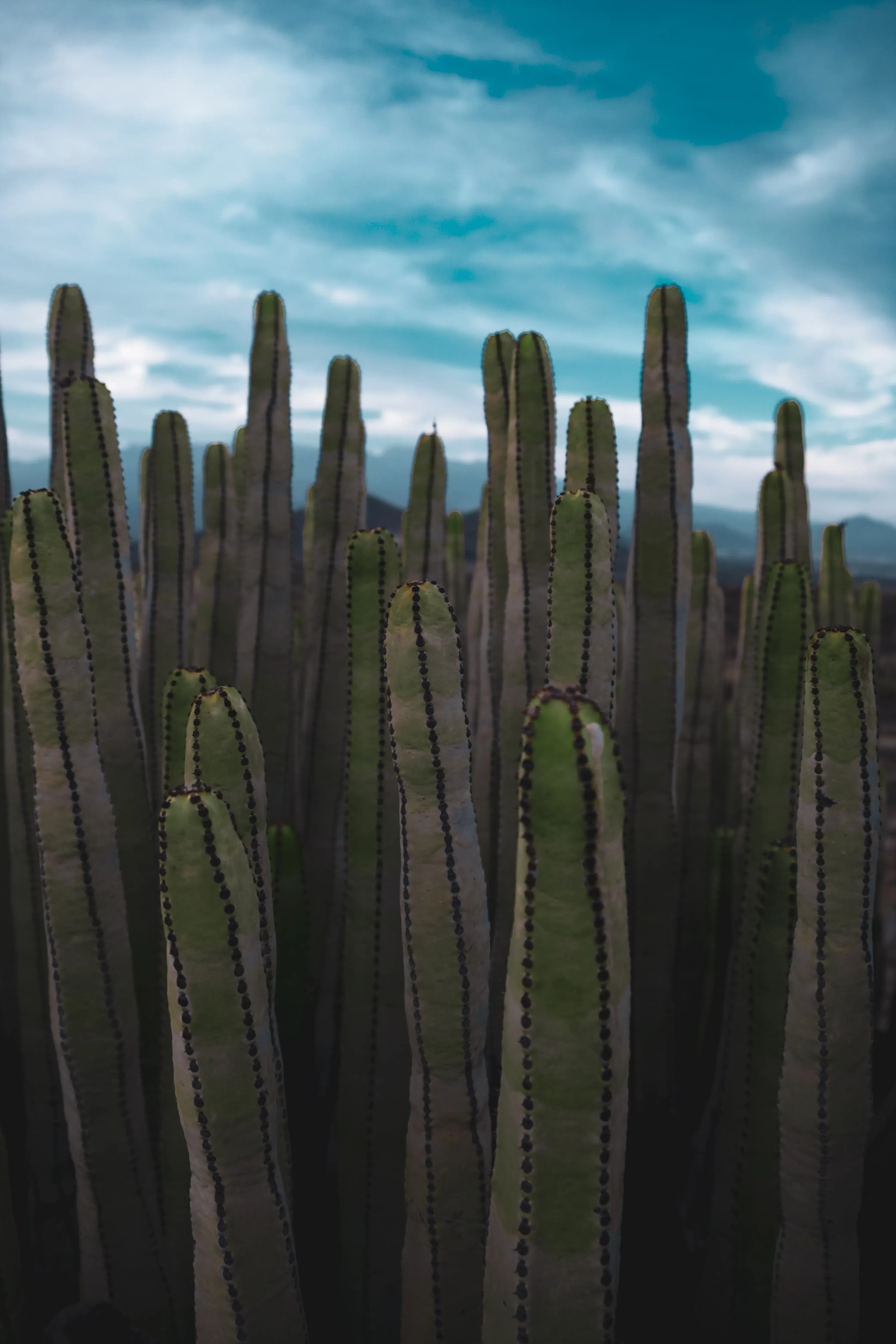 A cluster or group of various cactus and succulent plants native to the volcanic ecosystem of Tenerife.
