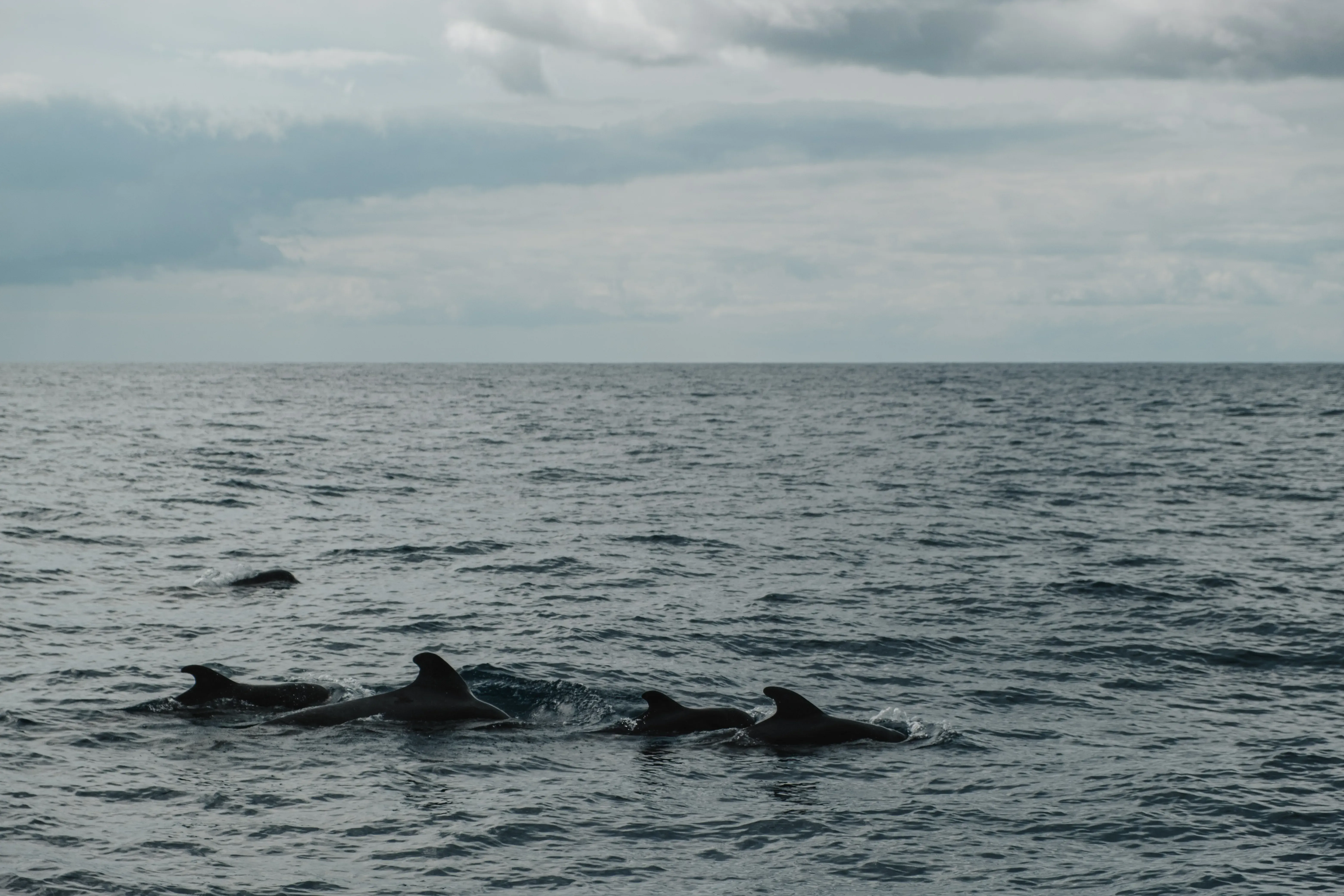 A pod of small whales (likely Pilot Whales) swimming near the surface during a whale-watching excursion off the coast of Tenerife.