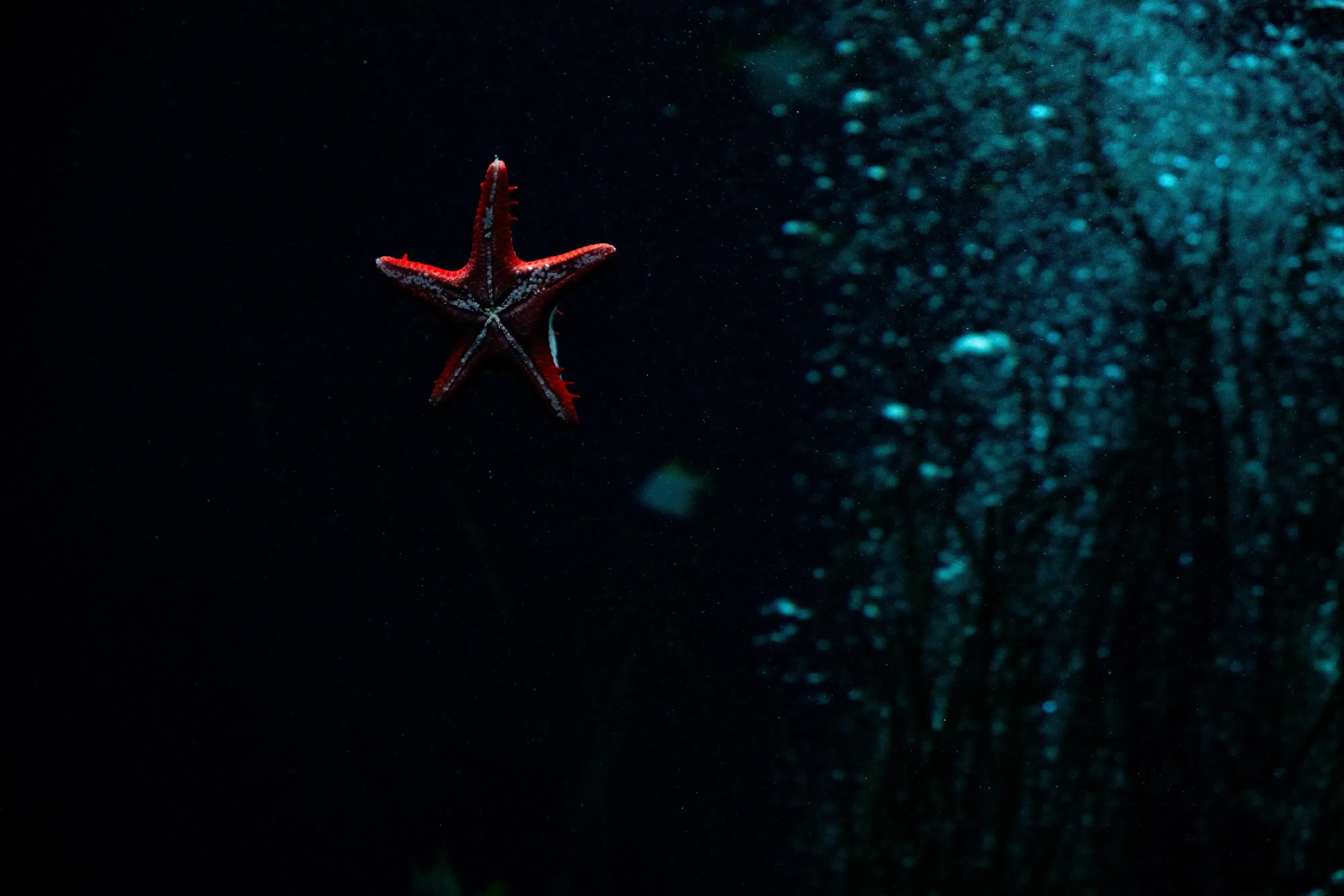 A sea star (starfish) pressed against the glass of an aquarium or tank in Loro Parque.