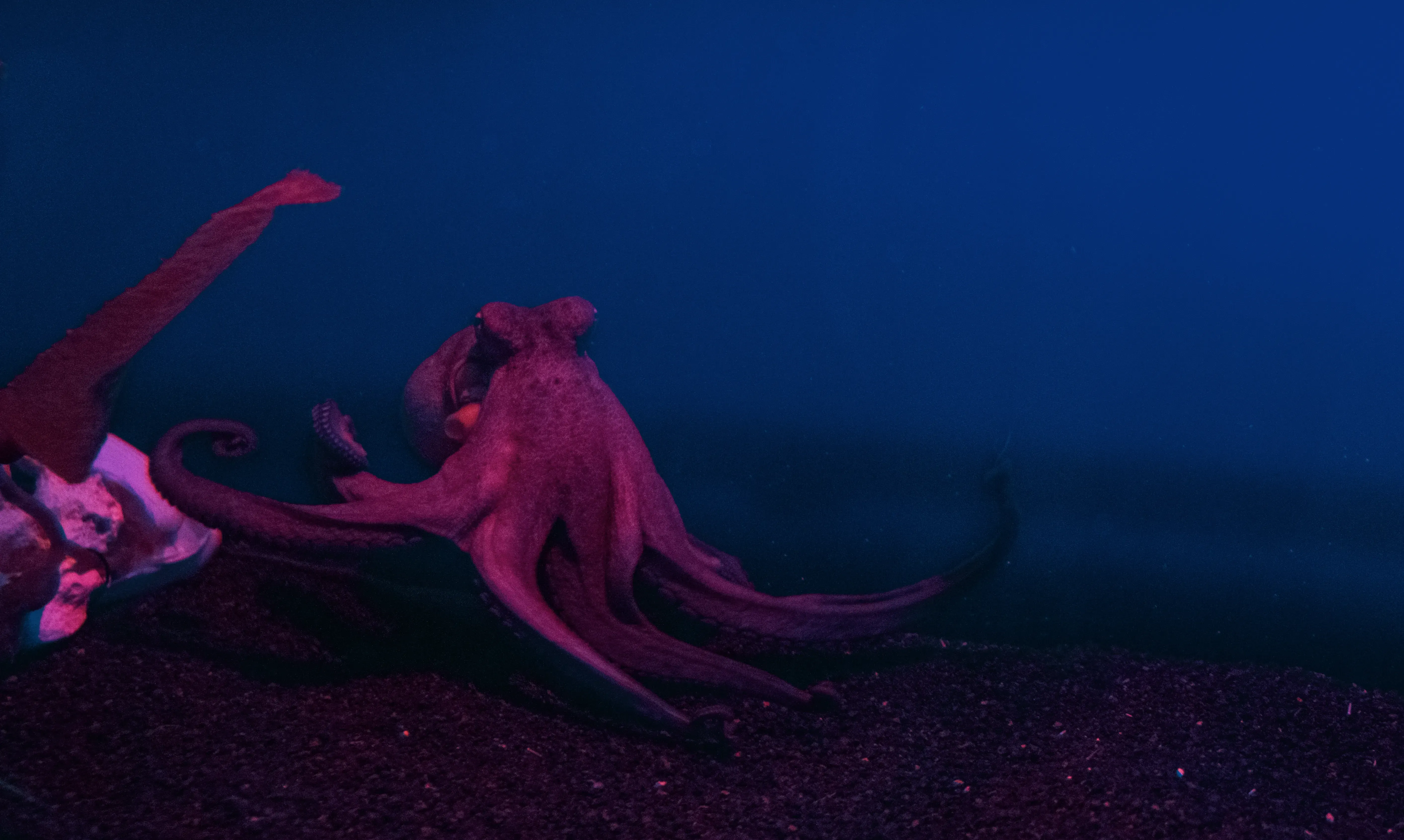A detailed image of an octopus clinging to the rocks or glass inside its habitat at Loro Parque.