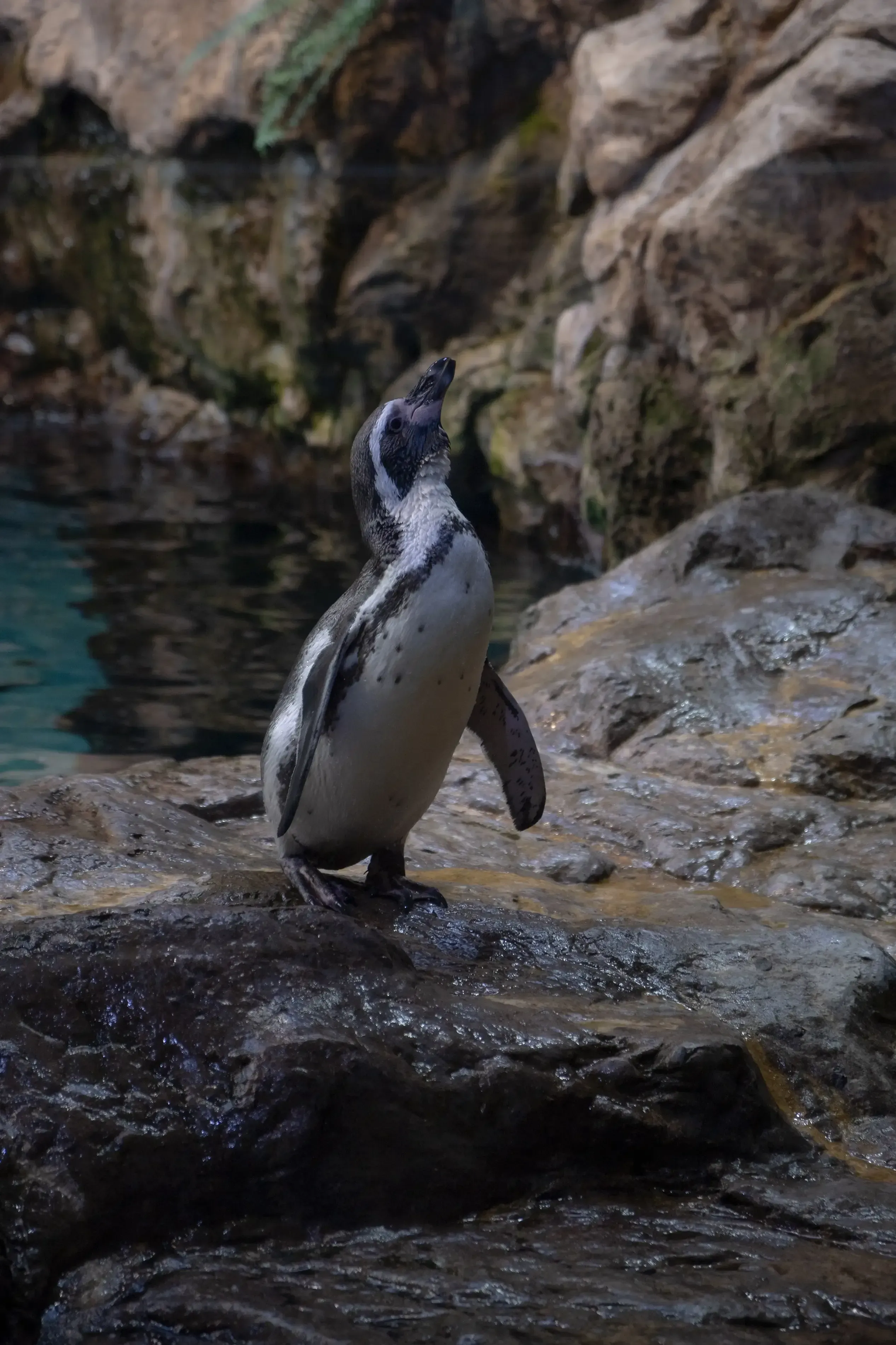 An penguin standing on the ice in the specialized "Planet Penguin" habitat at Loro Parque.