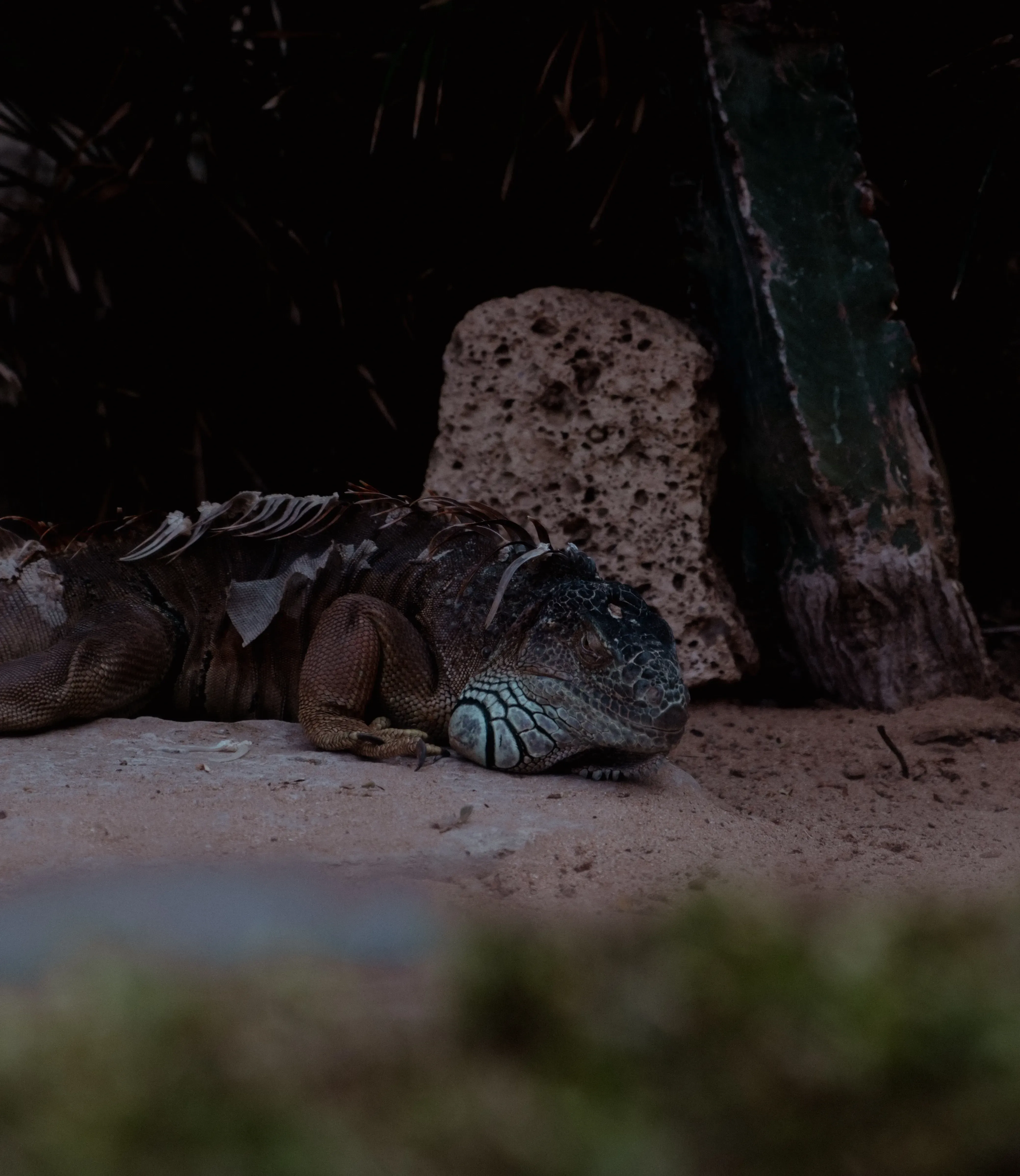 An iguana resting inside its controlled glass enclosure at Loro Parque.