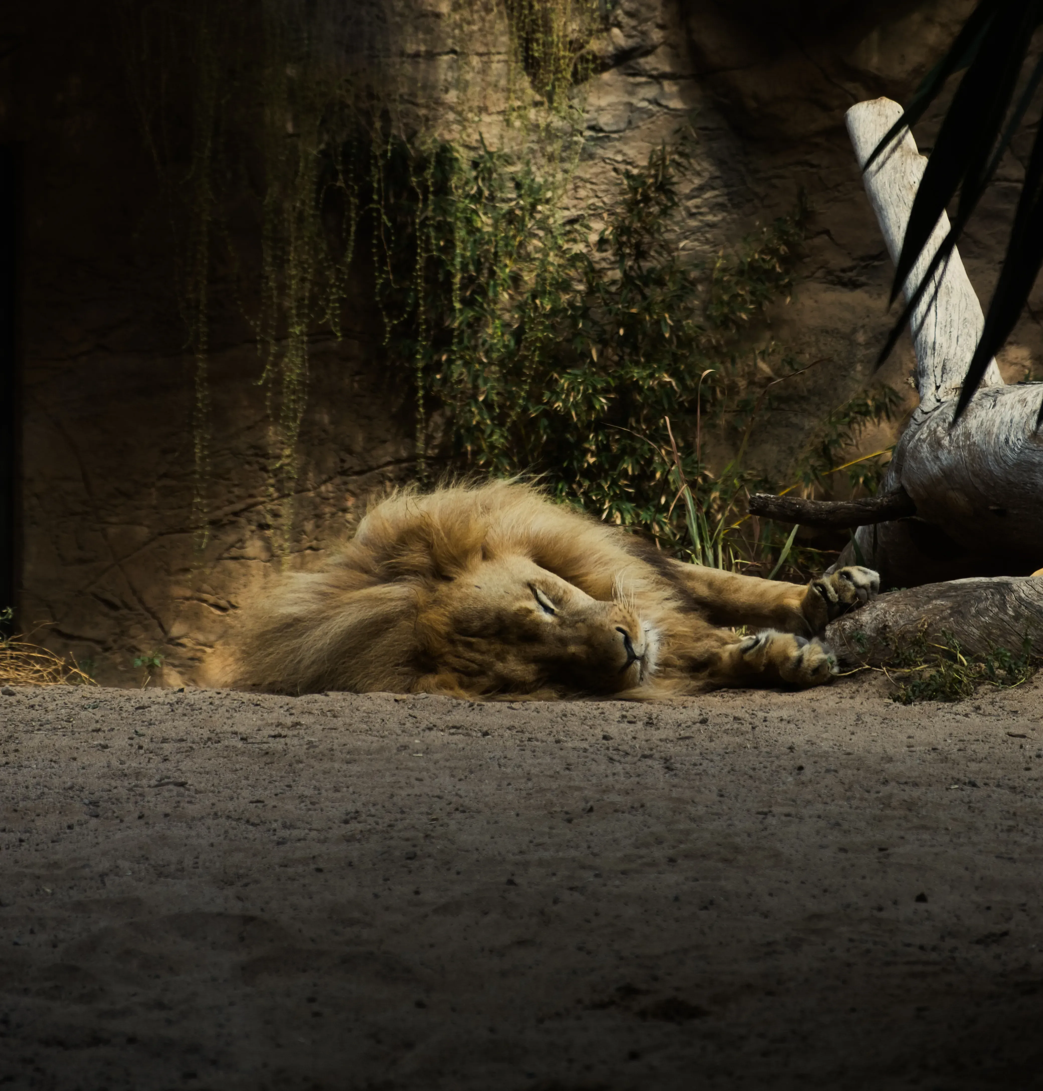 A large African lion resting or sleeping peacefully in its enclosure at Loro Parque.