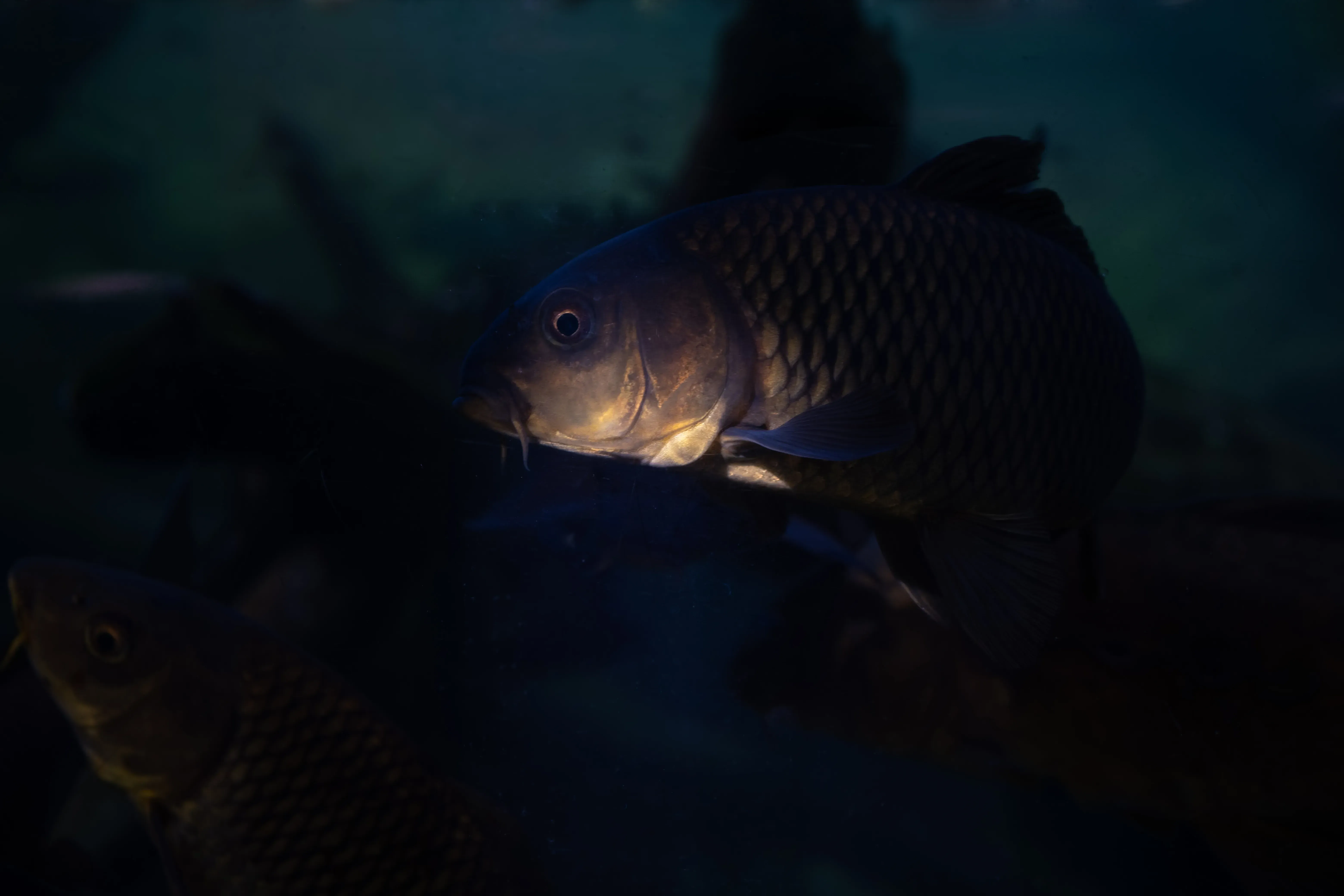 A tropical fish inside a dark tank, with only part of its body illuminated by a focused spotlight.