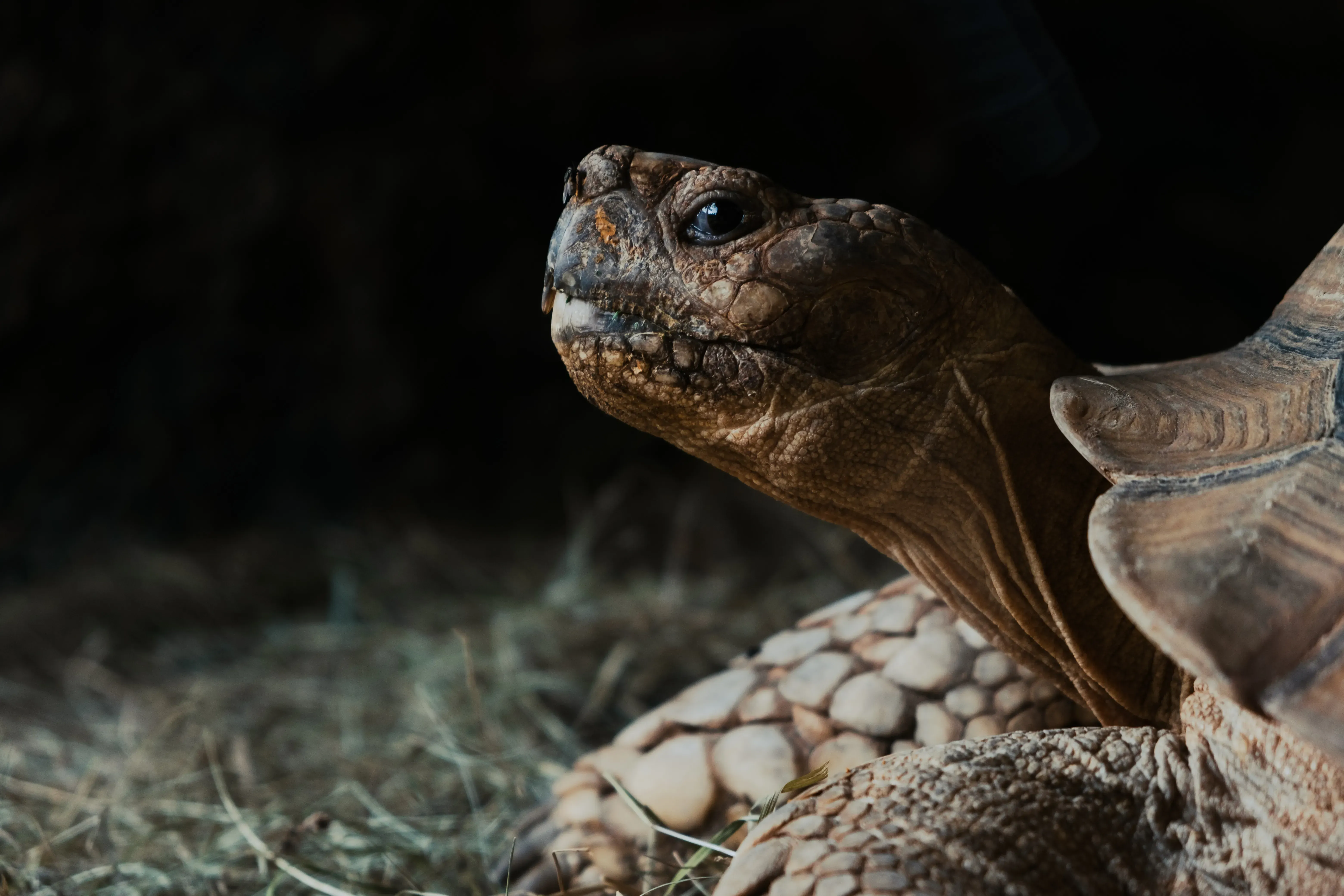 A close-up shot focusing on the expressive face and eye of a turtle.
