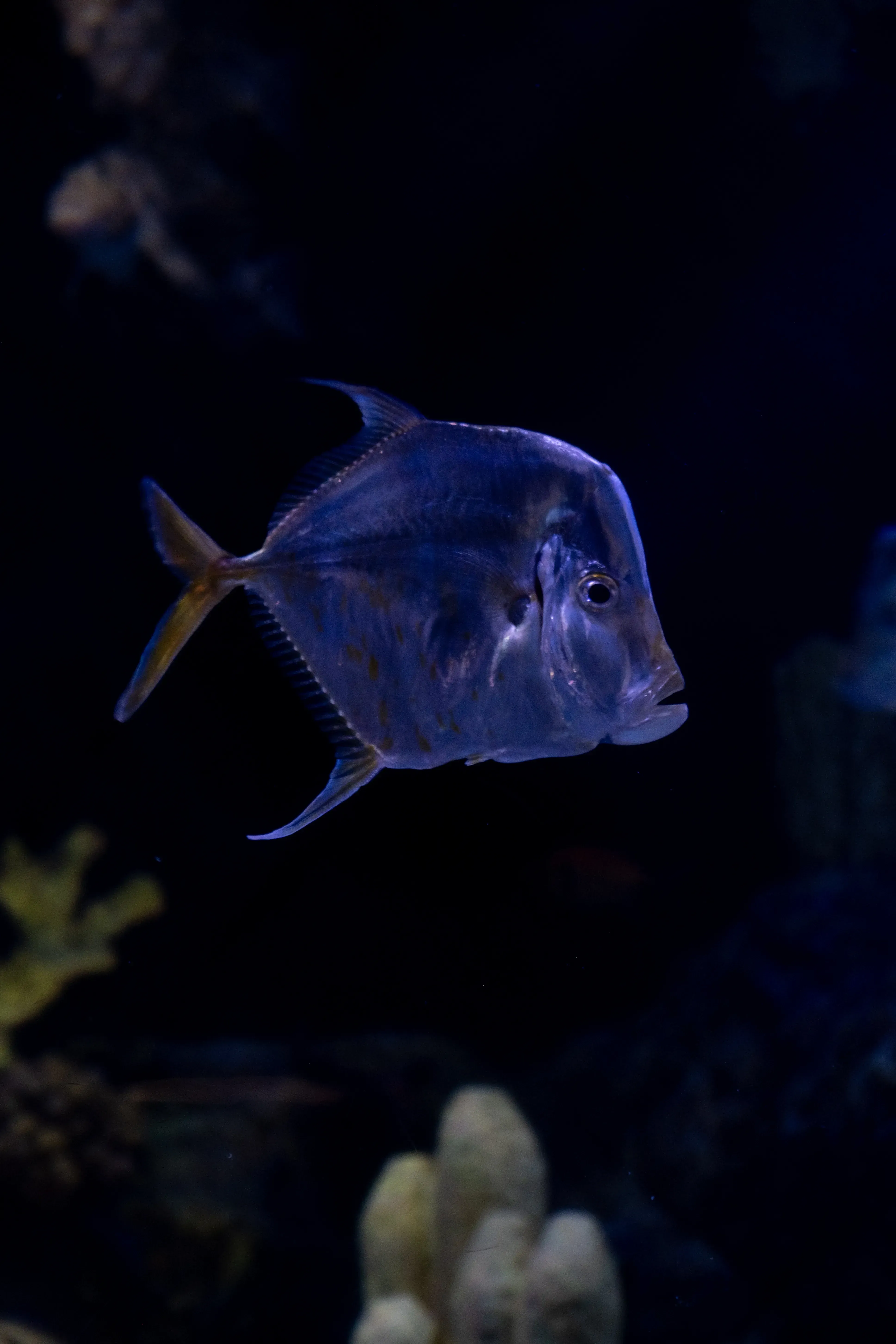 A small Glassfish swimming in a specialized tank at Loro Parque.
