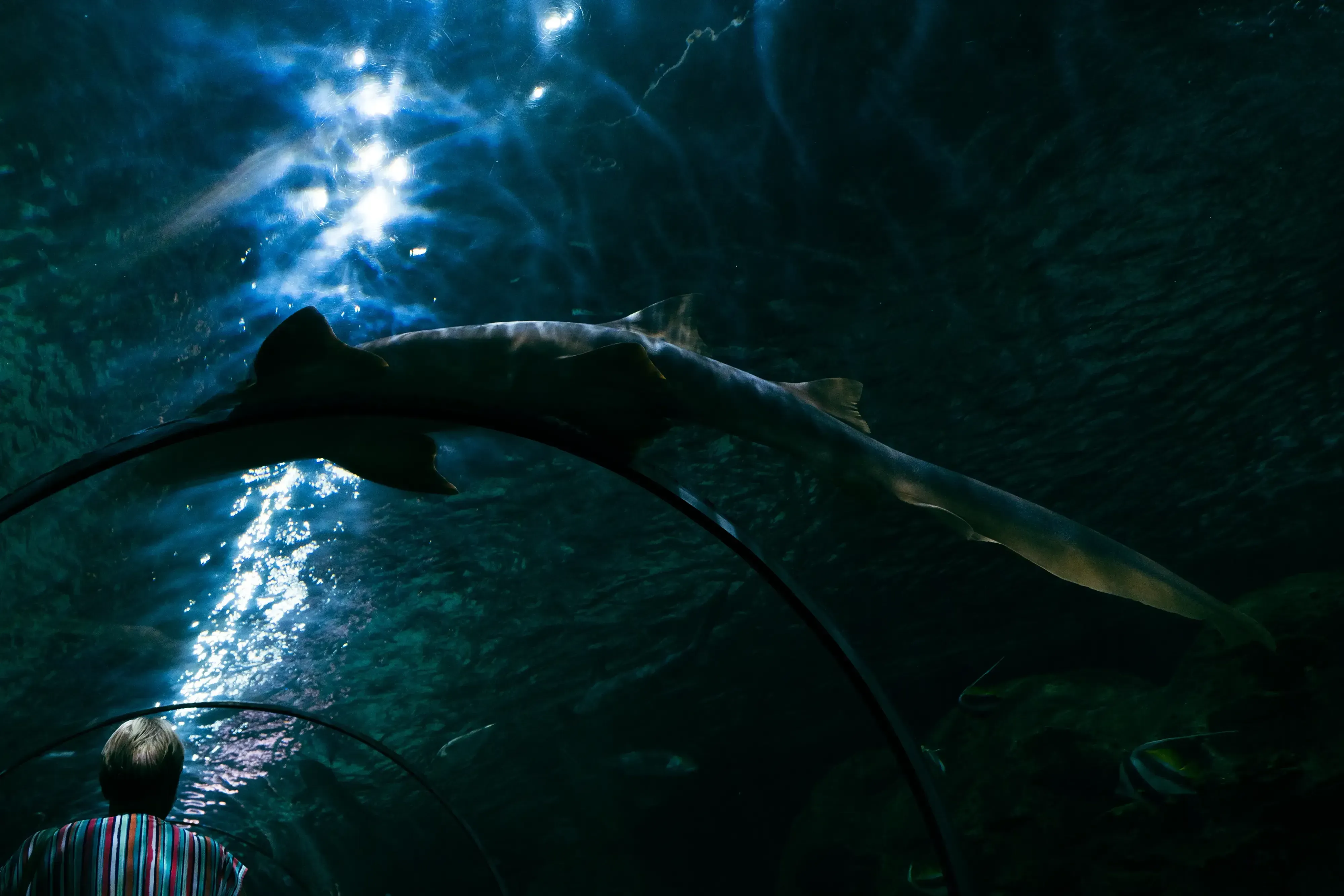 A large shark (e.g., nurse or reef shark) swimming gracefully through the main ocean tank at Loro Parque.