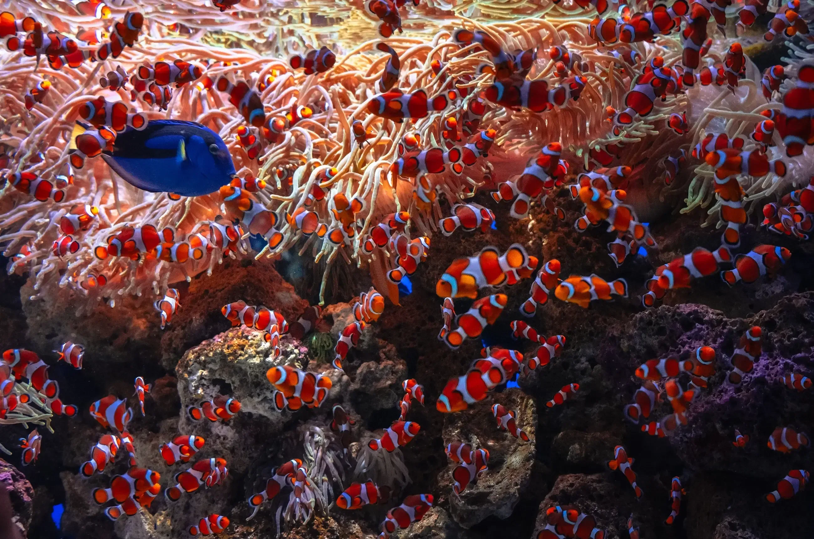 A cluster of bright orange Clownfish swimming among the anemones inside a display tank at Loro Parque Aquarium.