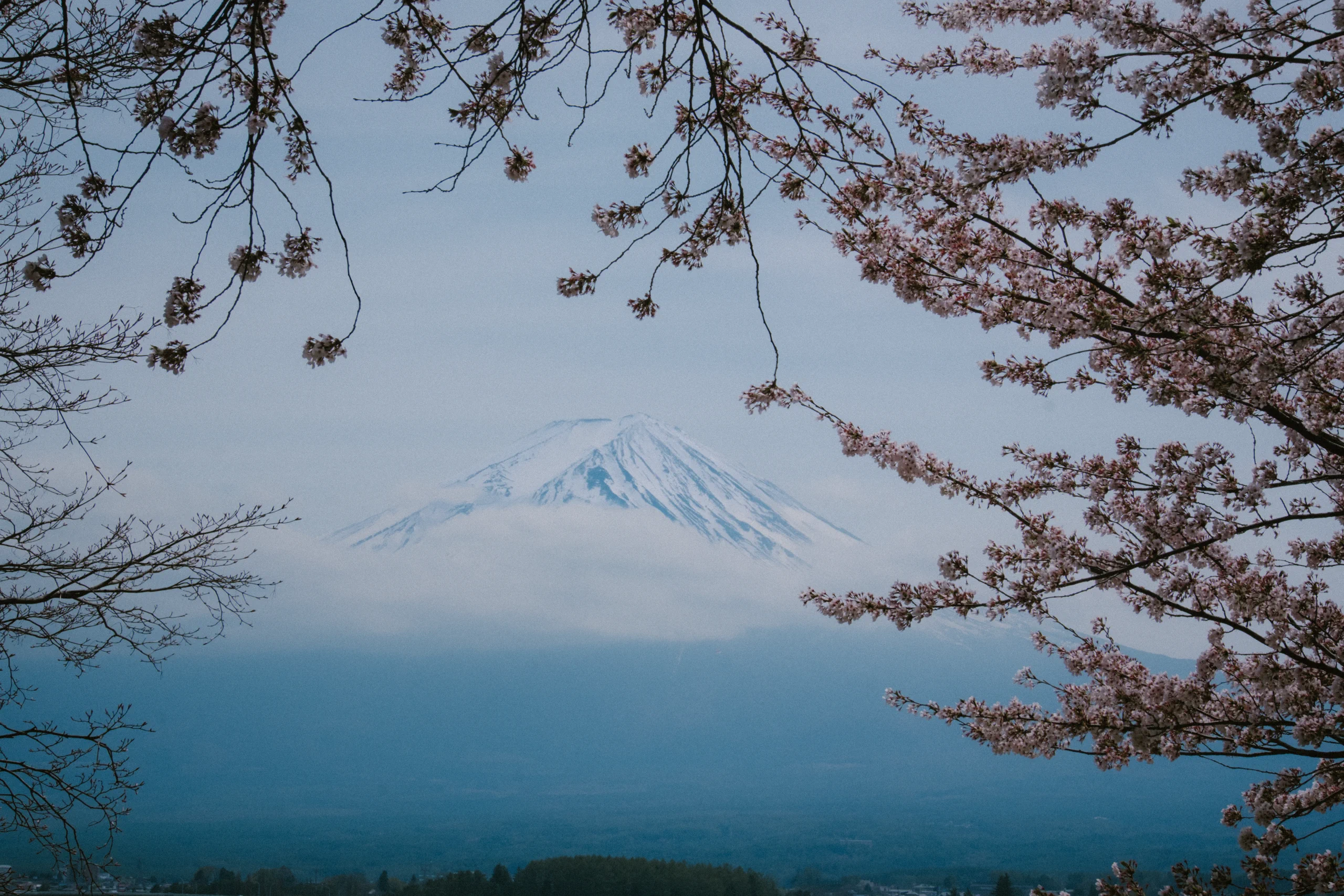 Mount Fuji with some cherry flowers