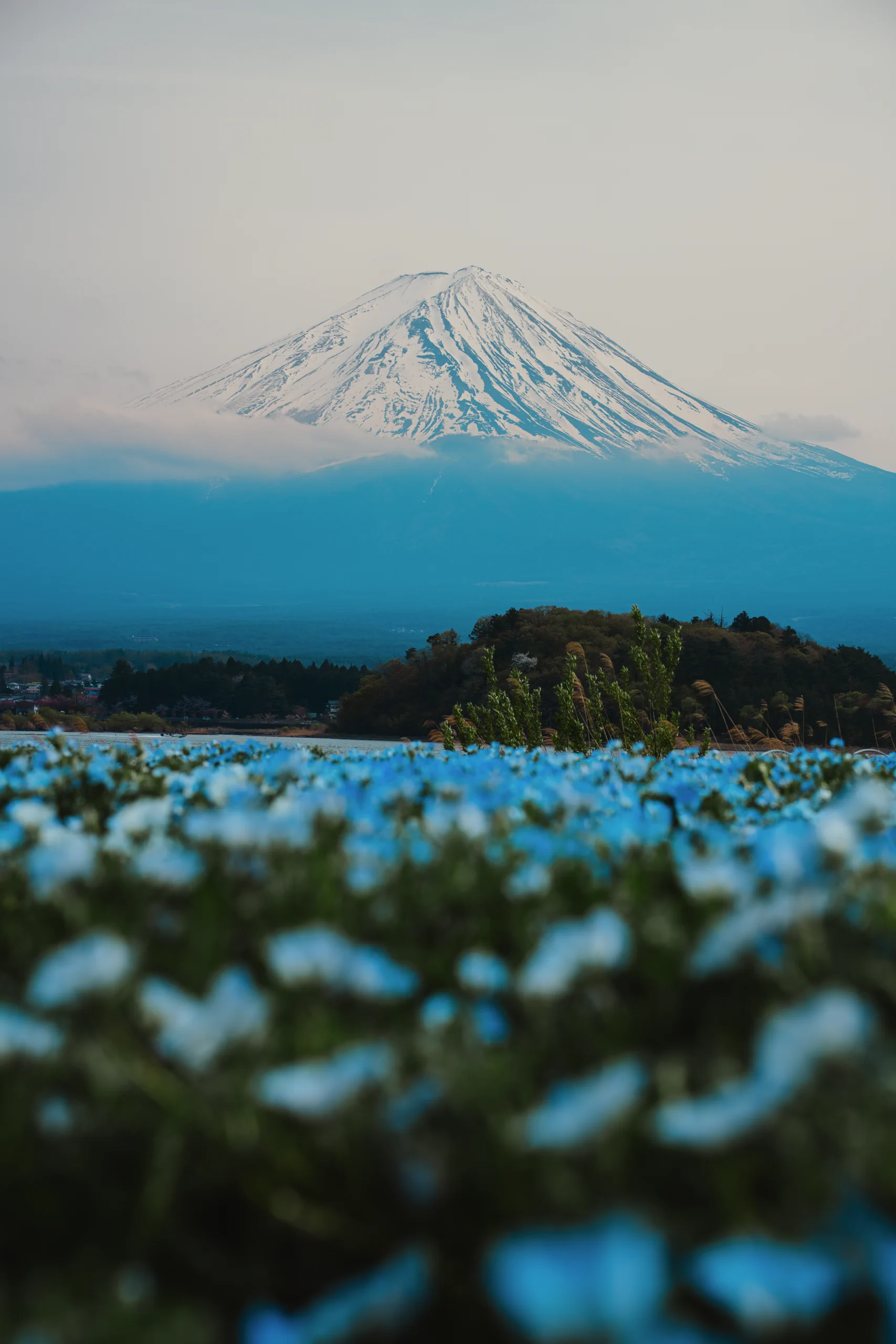 Blue flowers with Mount Fuji in the background