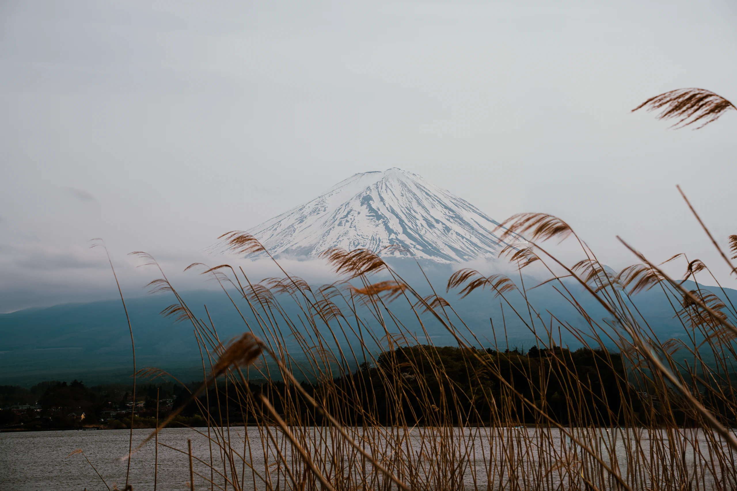 Leaves with Mount Fuji in the background