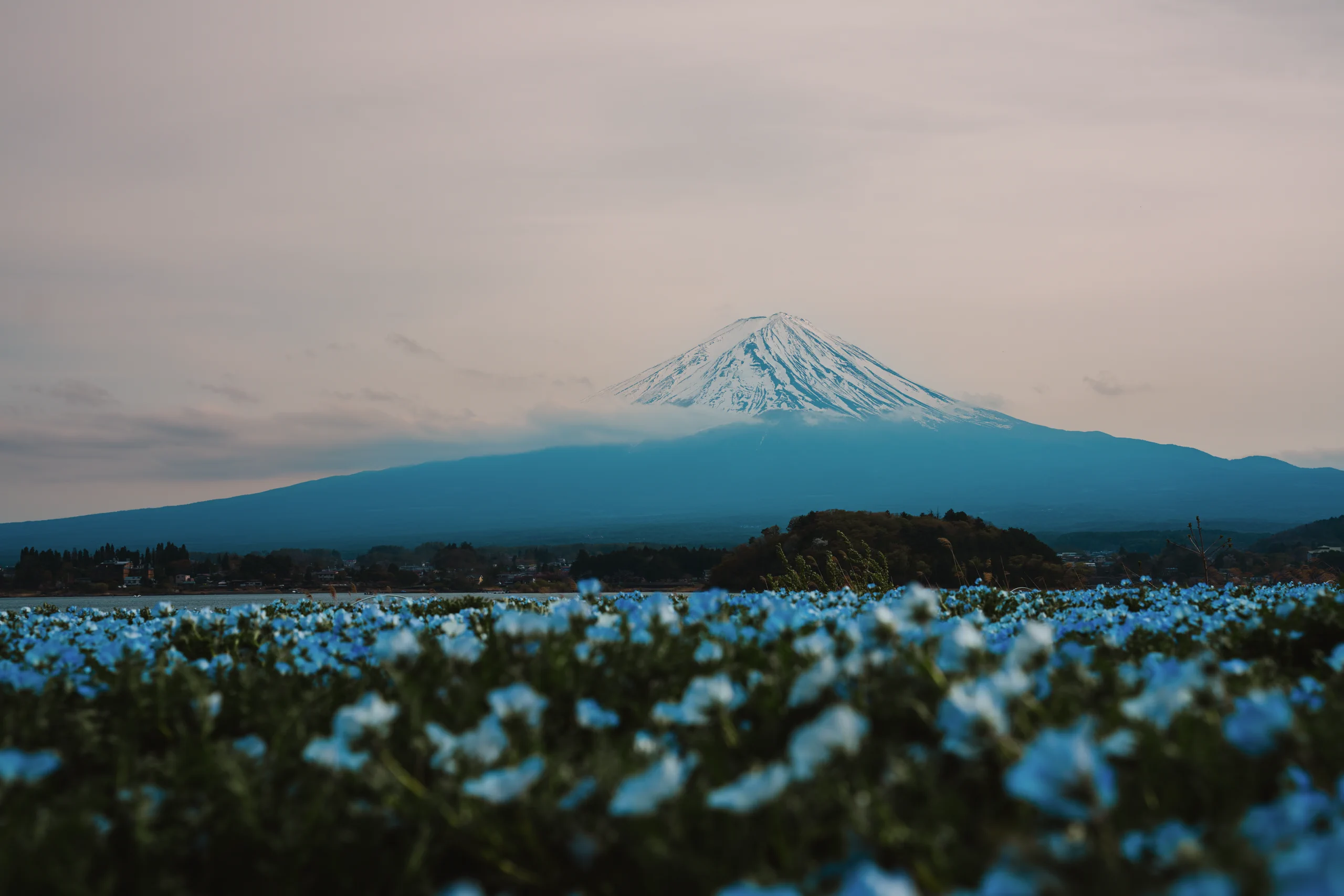 blue flowers with mount fuji in the background