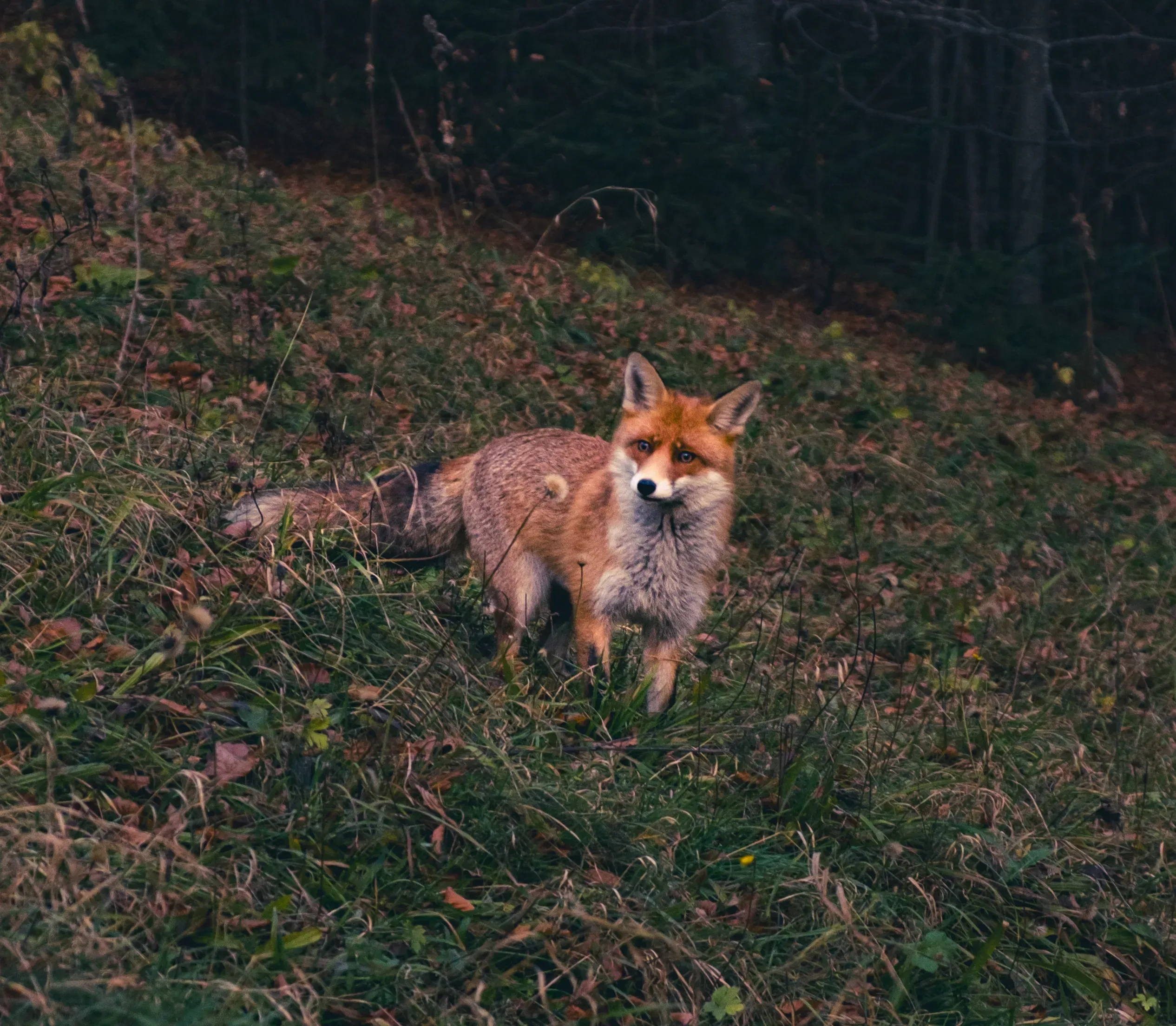 A wild fox standing near the historic, elaborate architecture of PeleČ™ Castle in Transylvania.